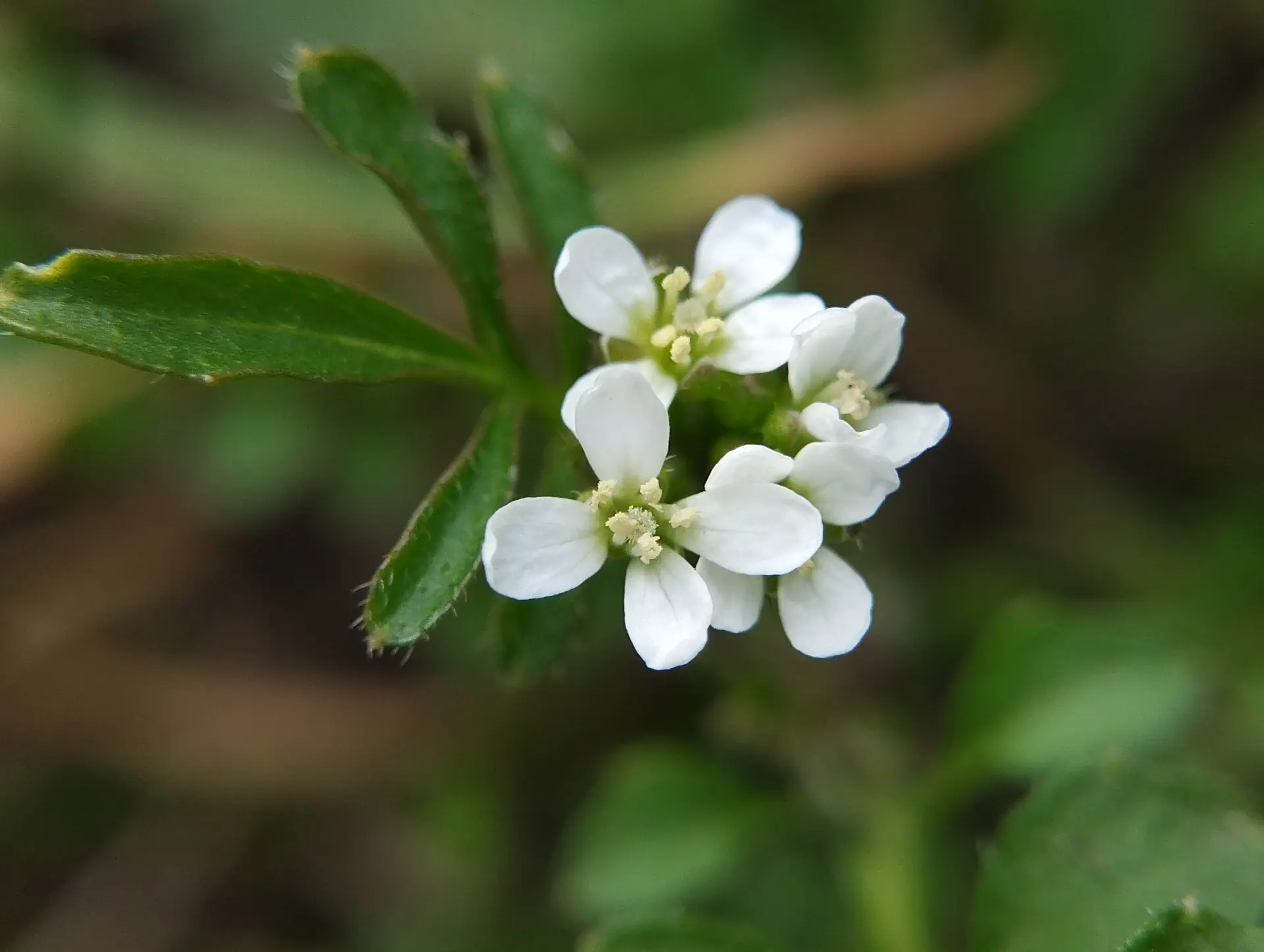 img/cardamine-hirsuta-3.webp