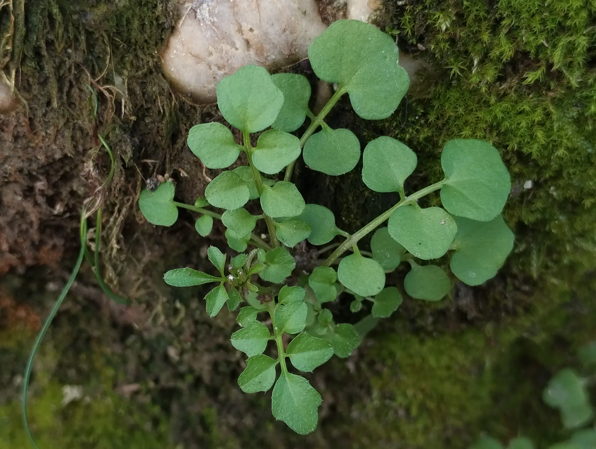 img/cardamine-hirsuta-4.webp