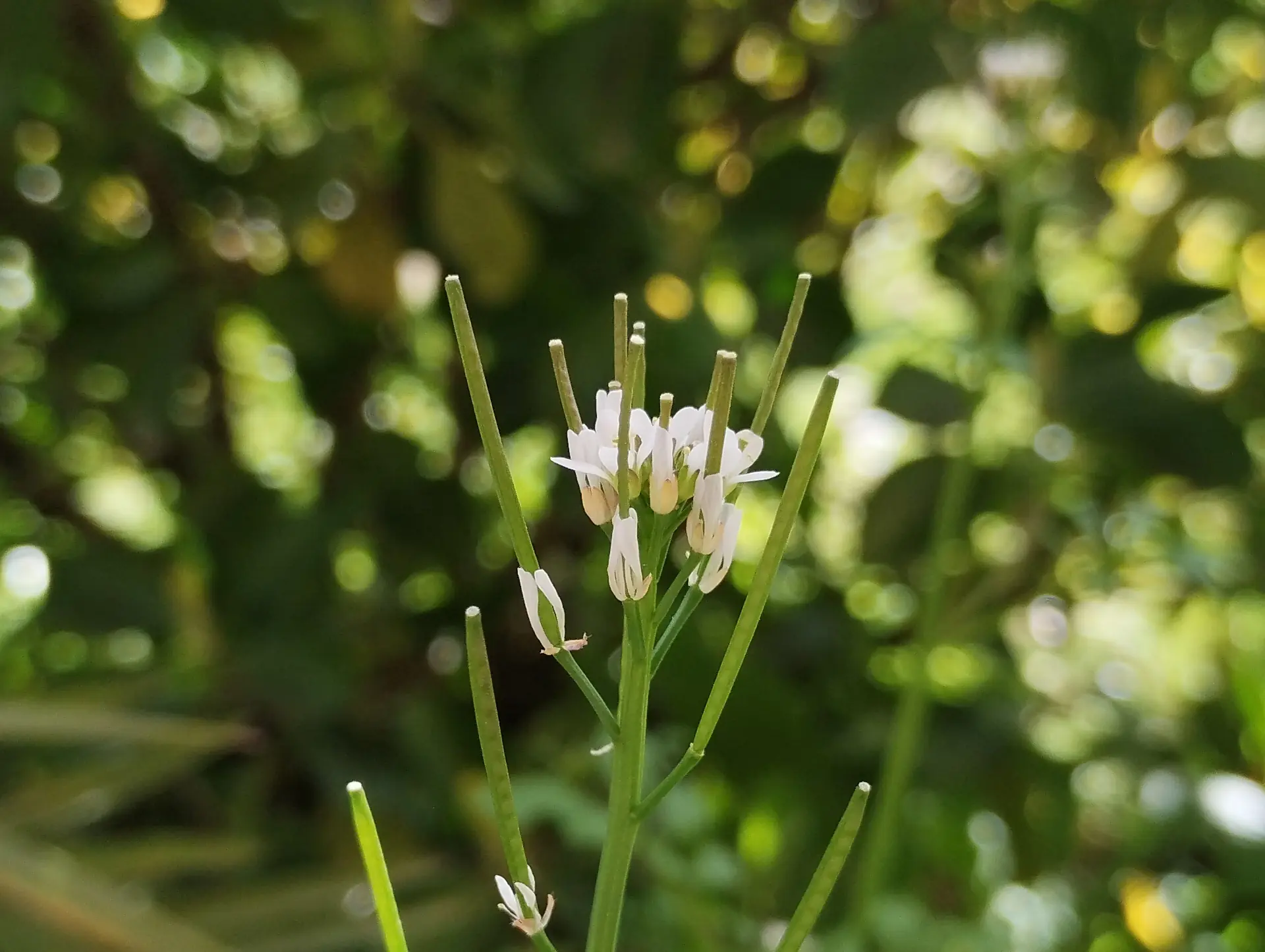 img/cardamine-hirsuta-5.webp