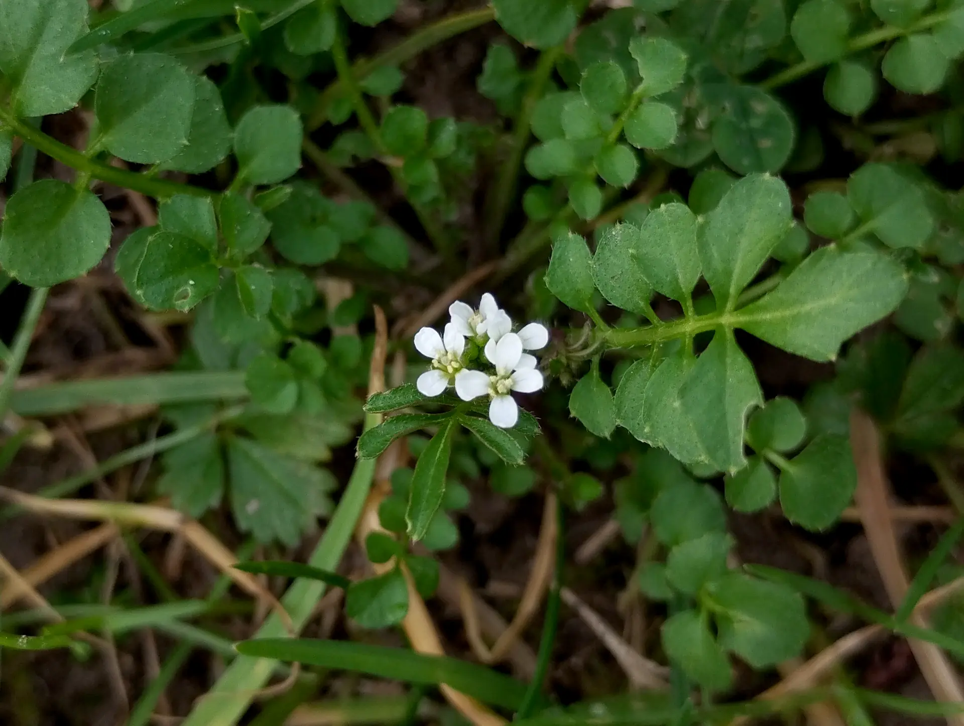 img/cardamine-hirsuta.webp