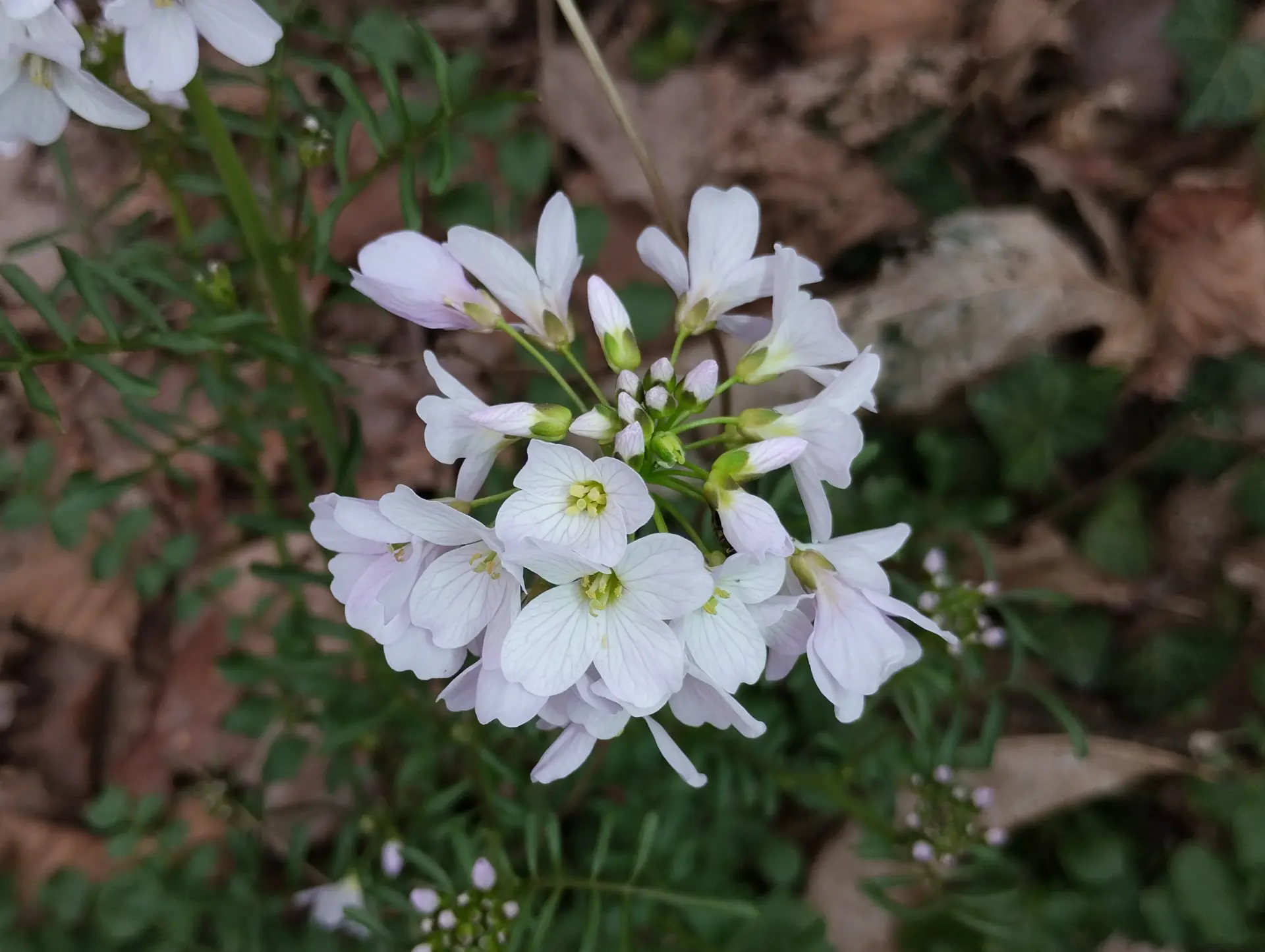 img/cardamine-pratensis-10.webp