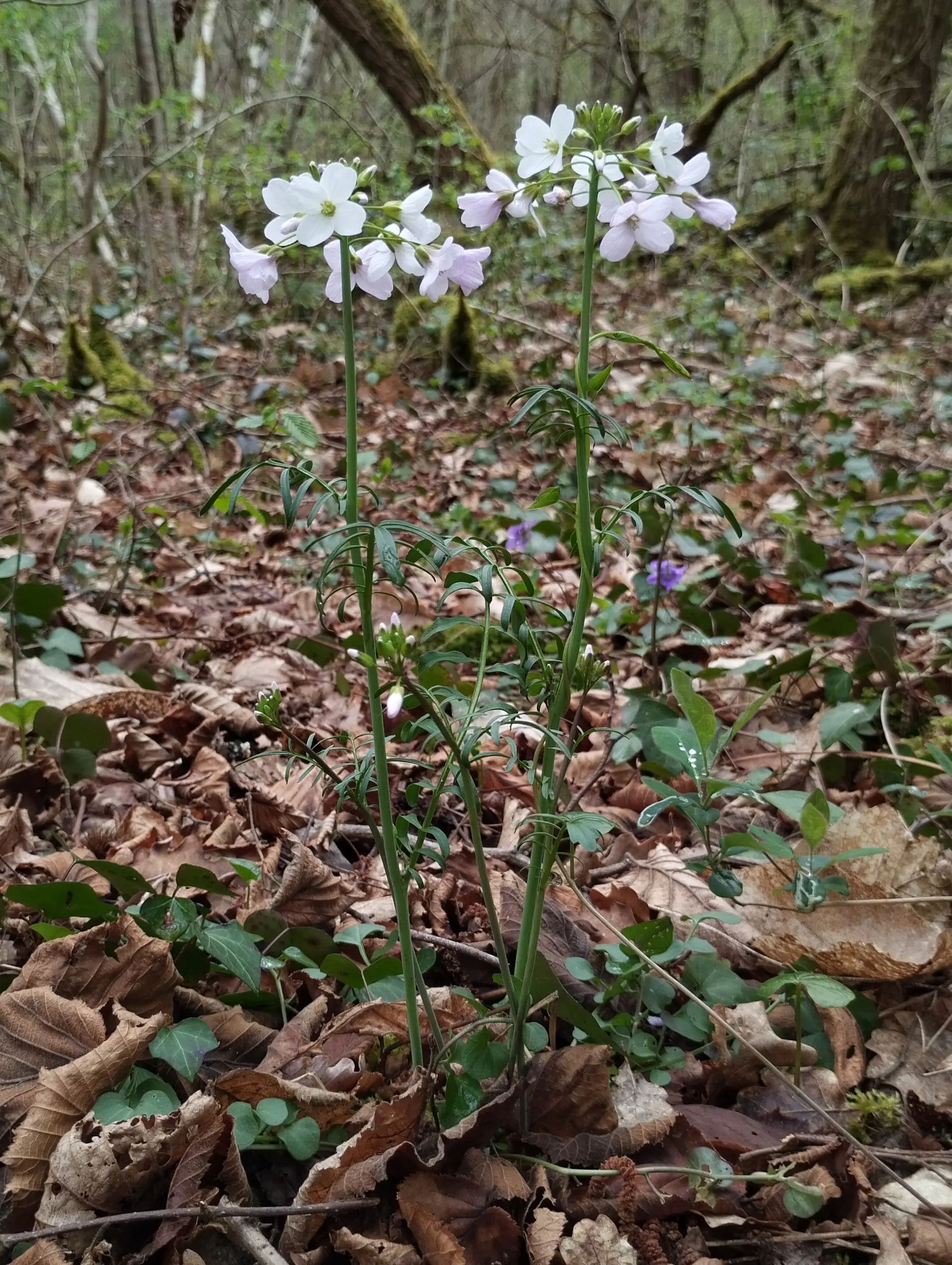 img/cardamine-pratensis-11.webp