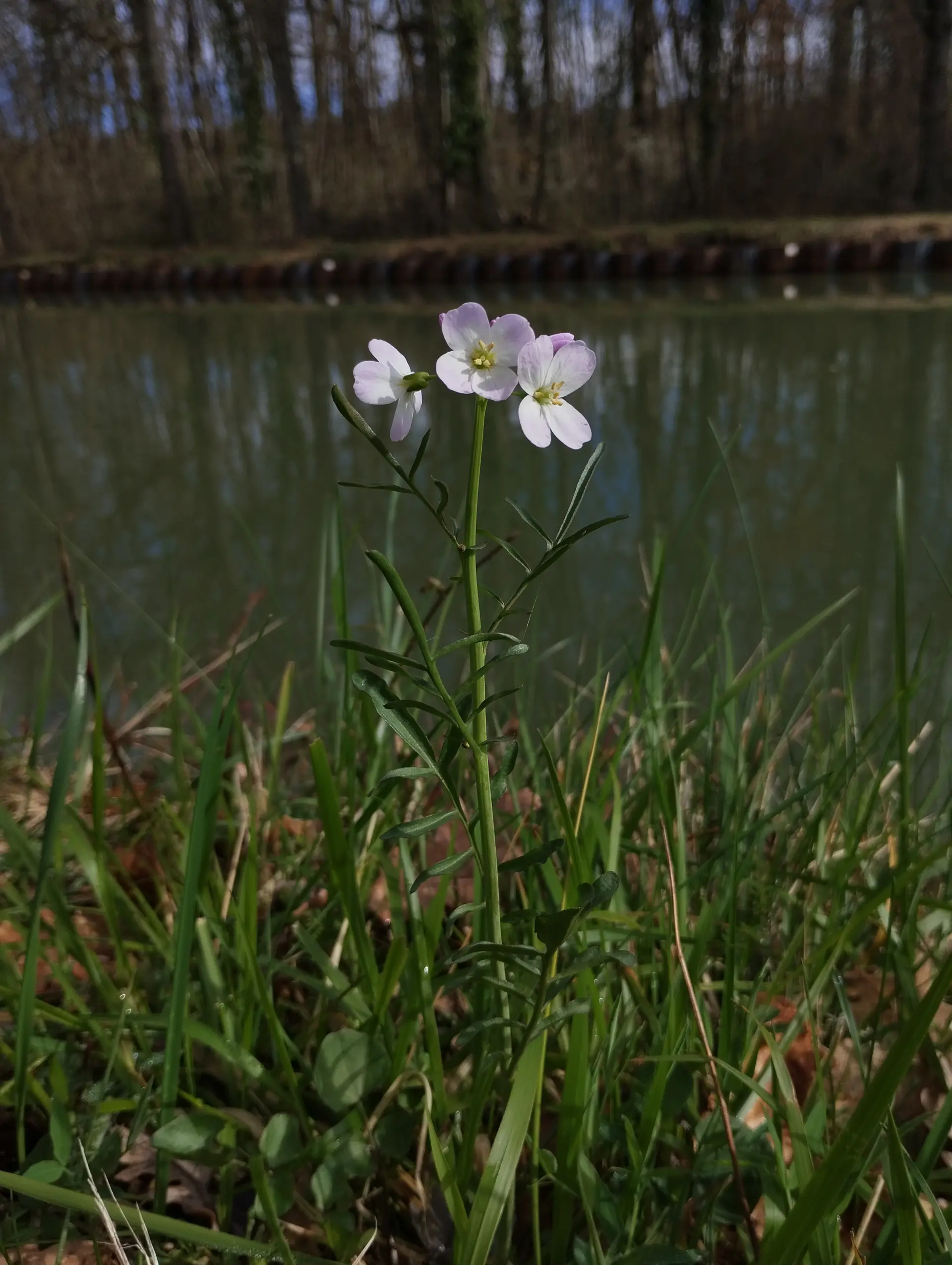 img/cardamine-pratensis-2.webp