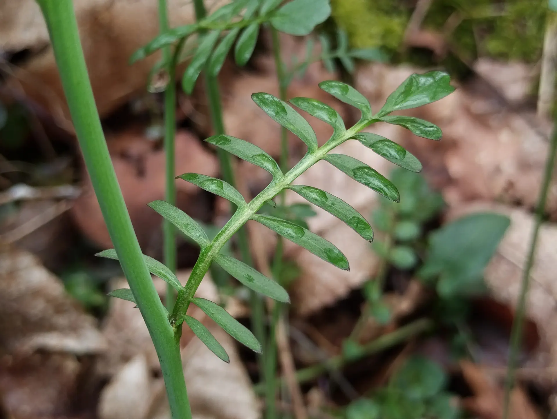 img/cardamine-pratensis-4.webp