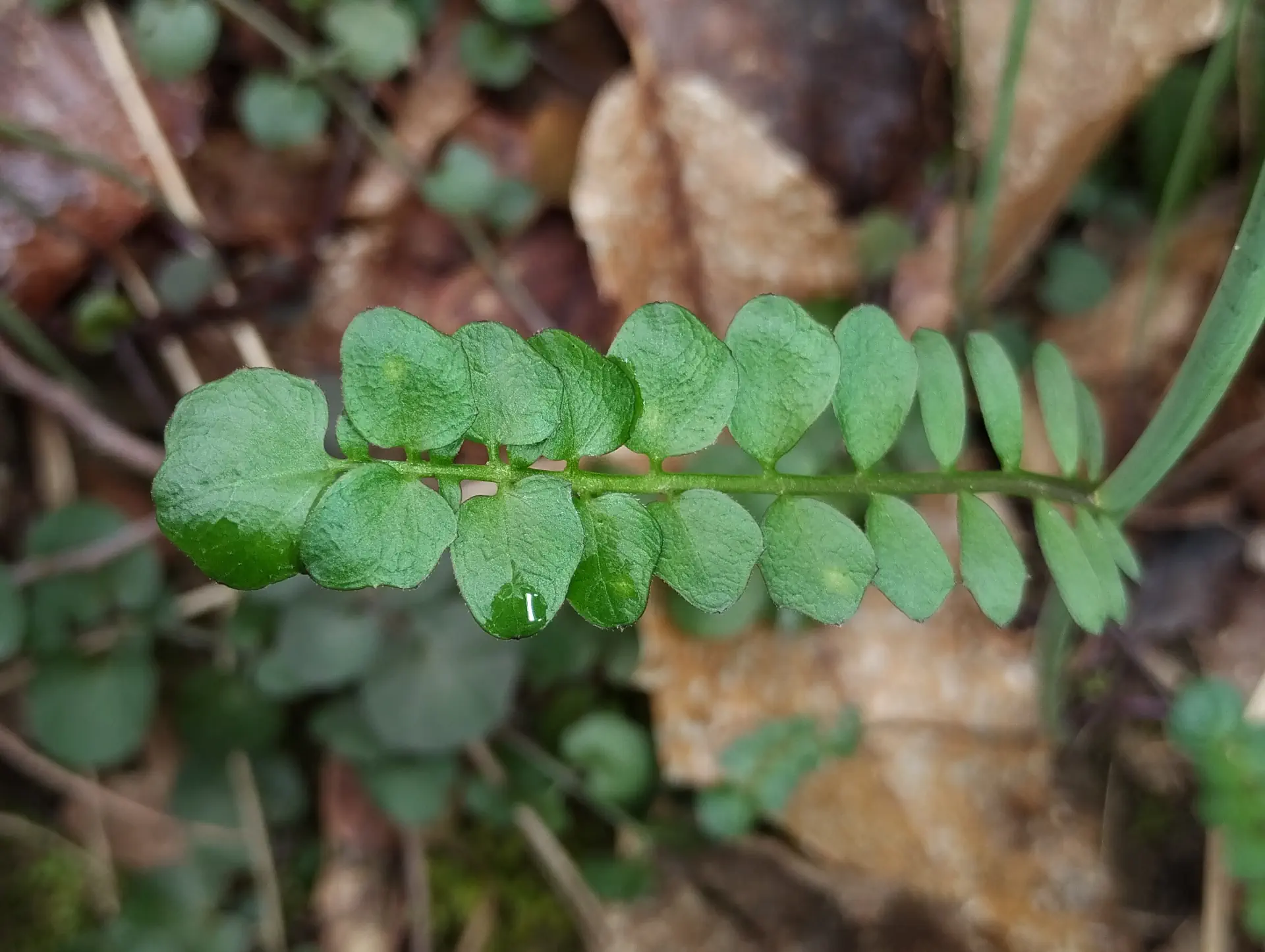 img/cardamine-pratensis-5.webp