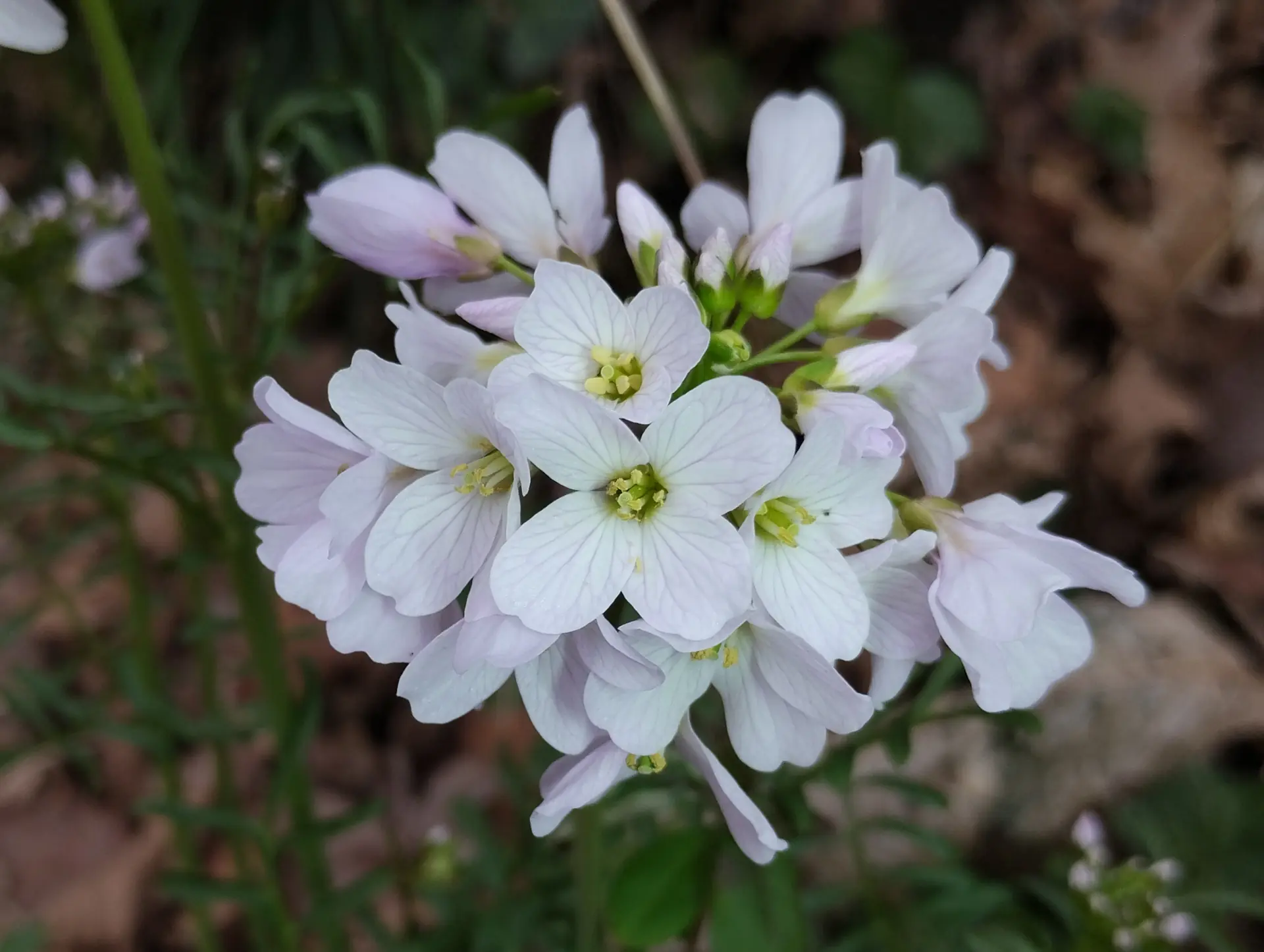 img/cardamine-pratensis-8.webp