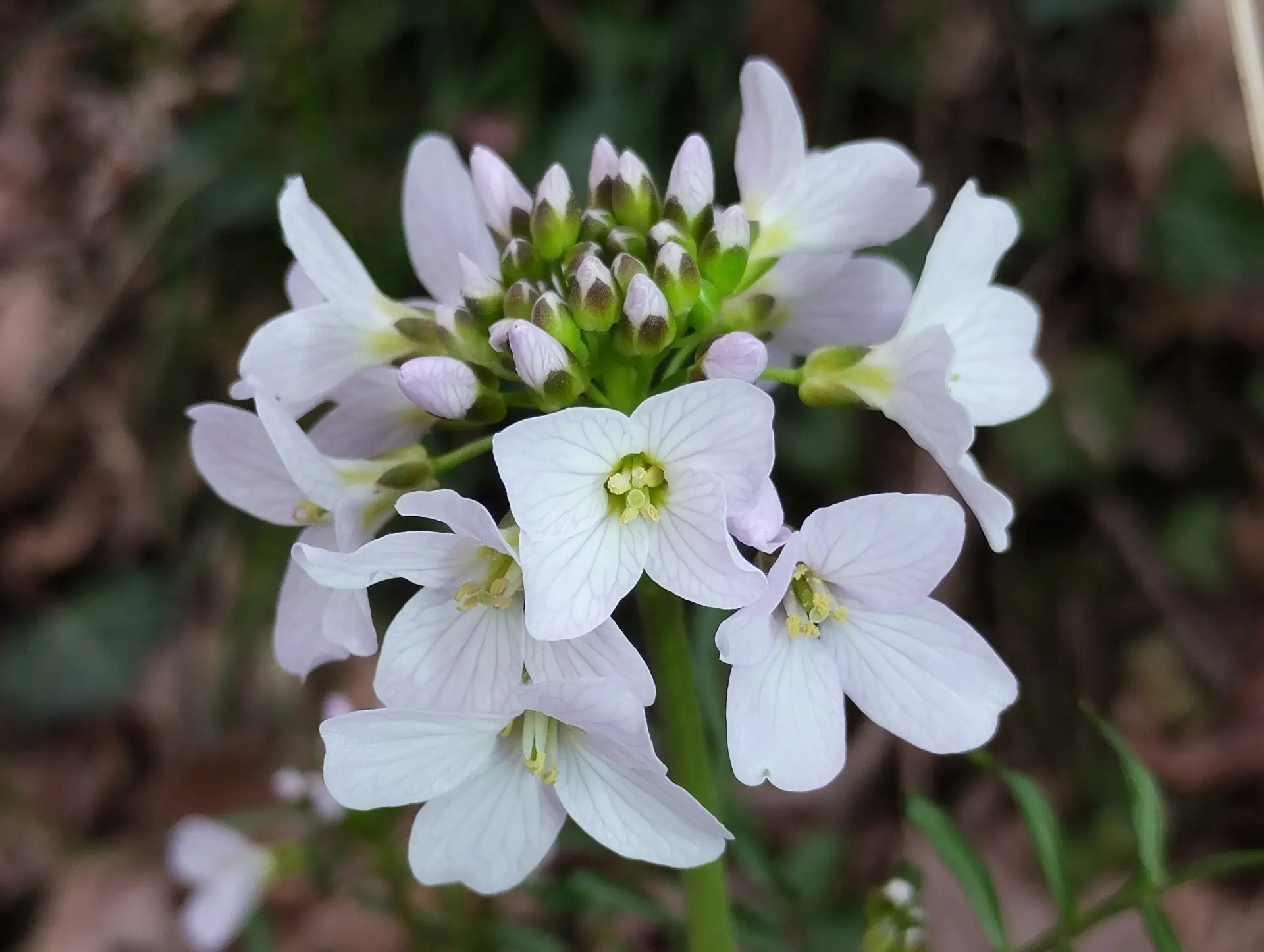 img/cardamine-pratensis-9.webp