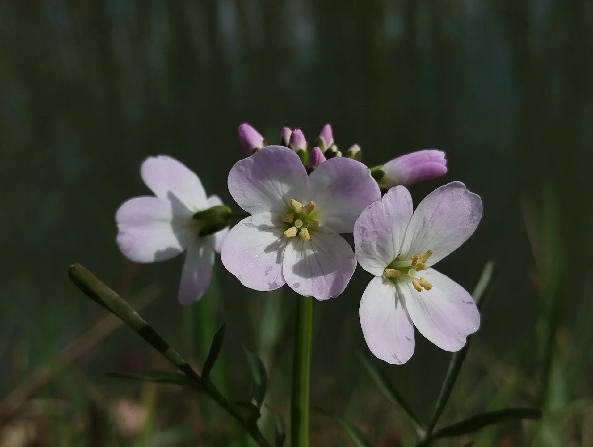 img/cardamine-pratensis.webp