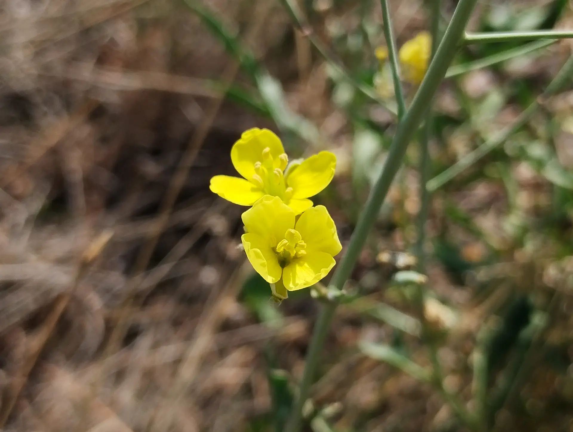 img/diplotaxis-tenuifolia-2.webp