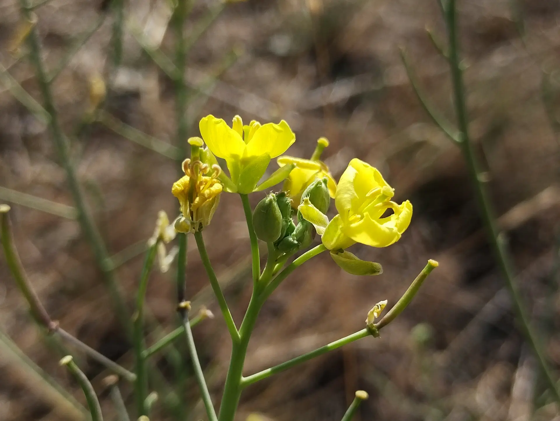 img/diplotaxis-tenuifolia-3.webp