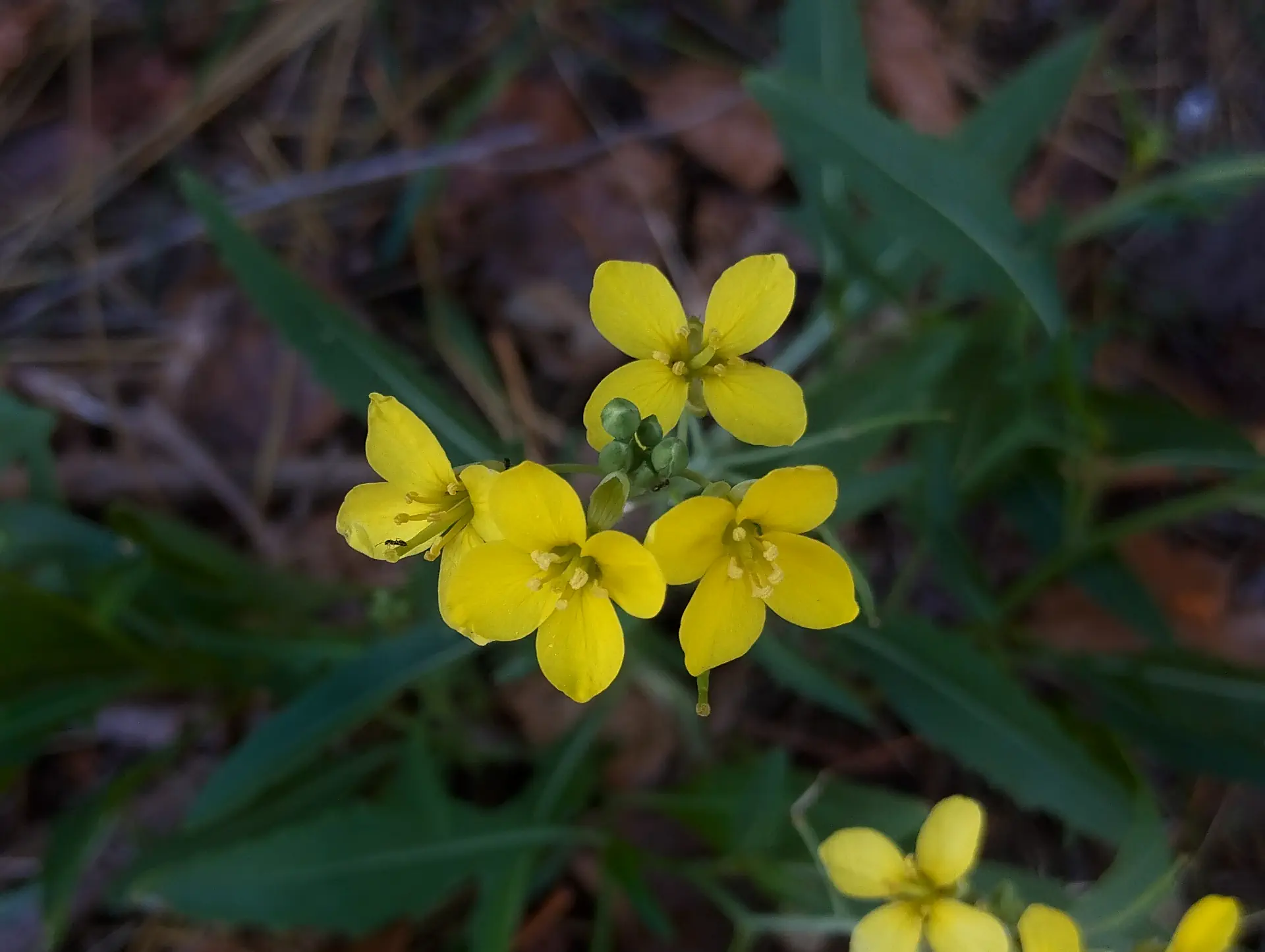 img/diplotaxis-tenuifolia.webp