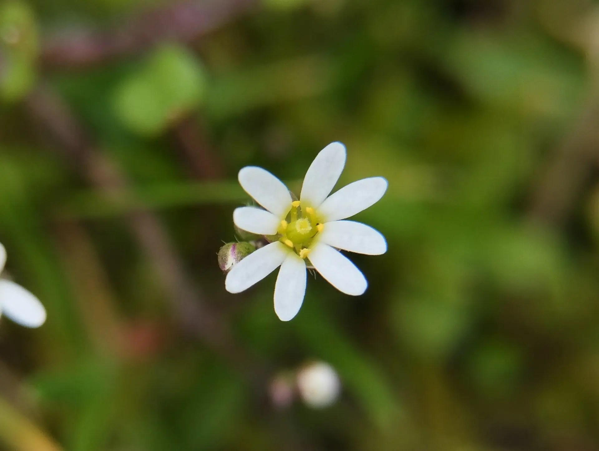 img/draba-verna-3.webp