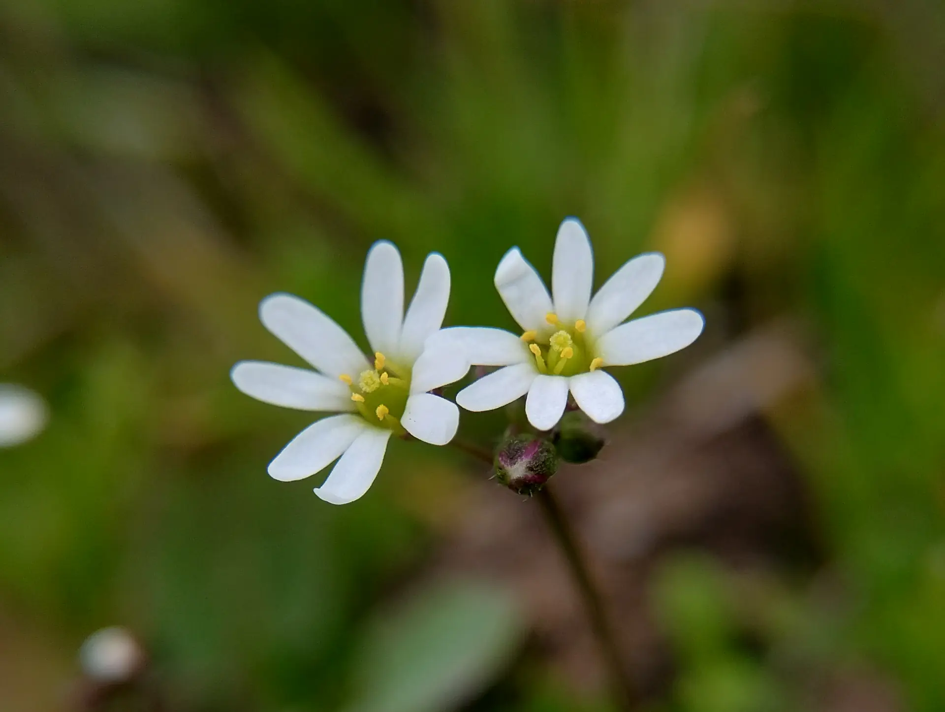 img/draba-verna-4.webp