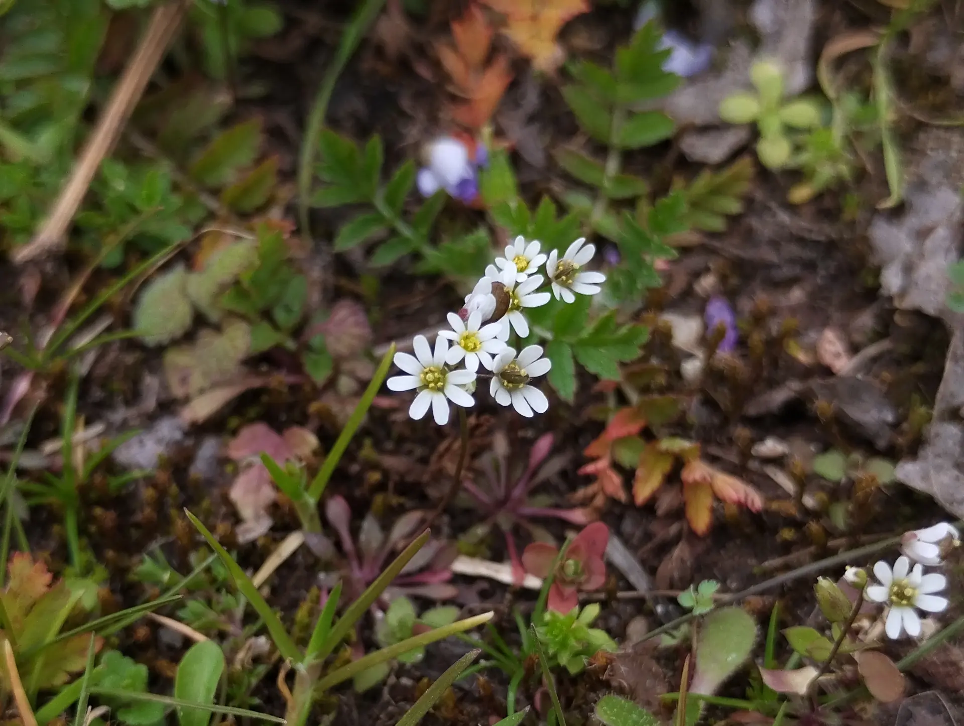 img/draba-verna-6.webp