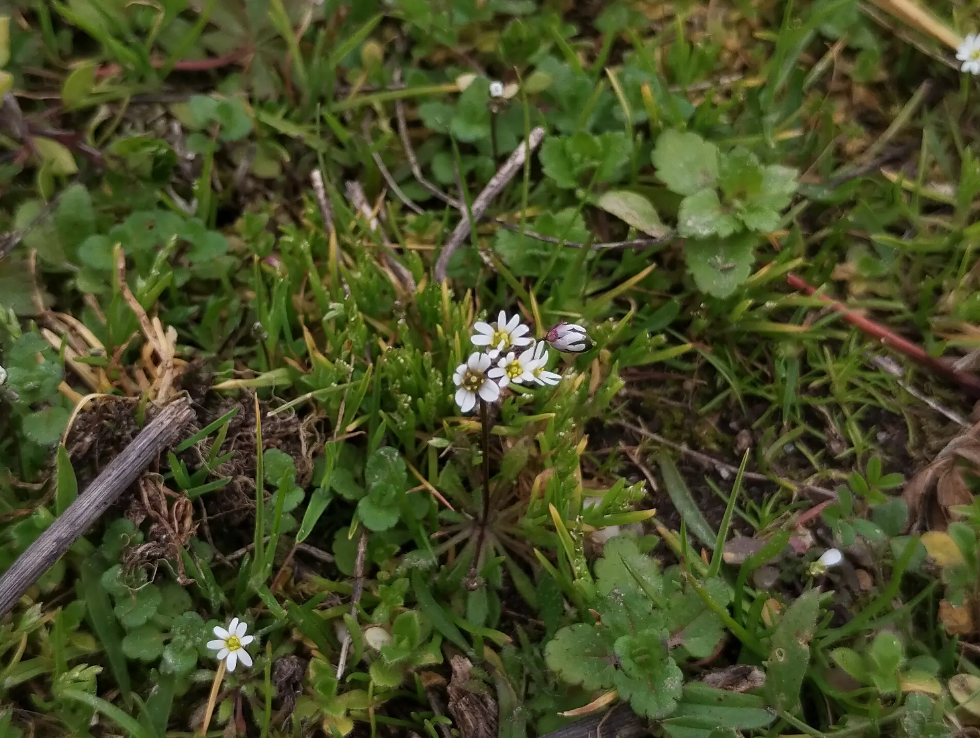 img/draba-verna.webp