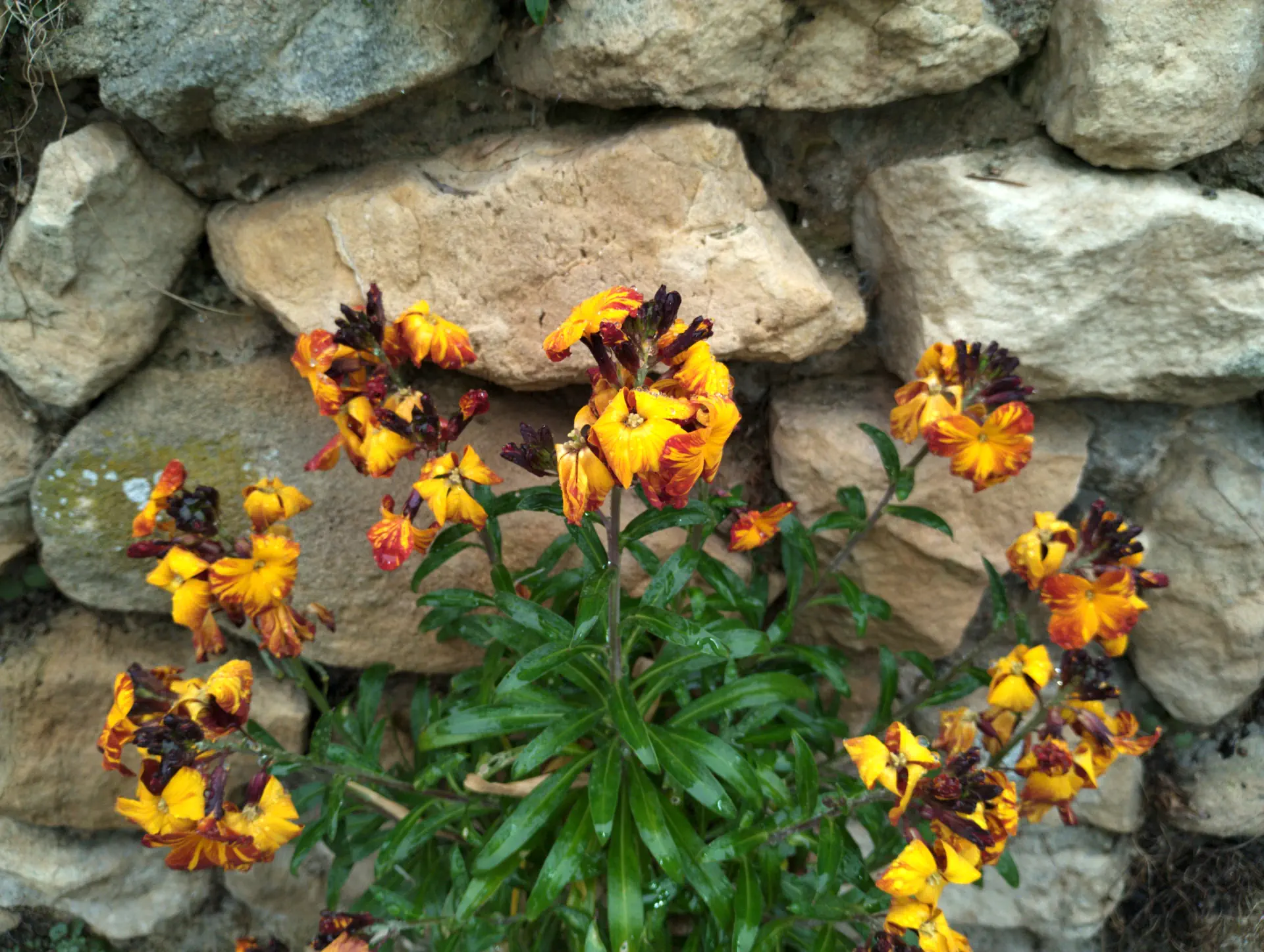 img/erysimum-cheiri-2.webp