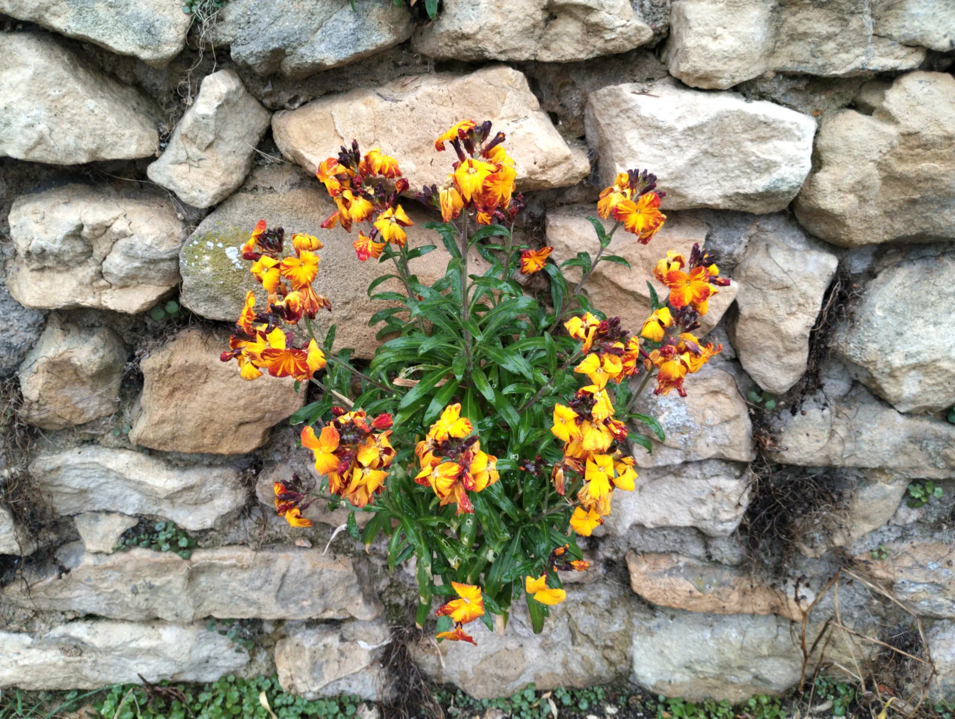 img/erysimum-cheiri-3.webp
