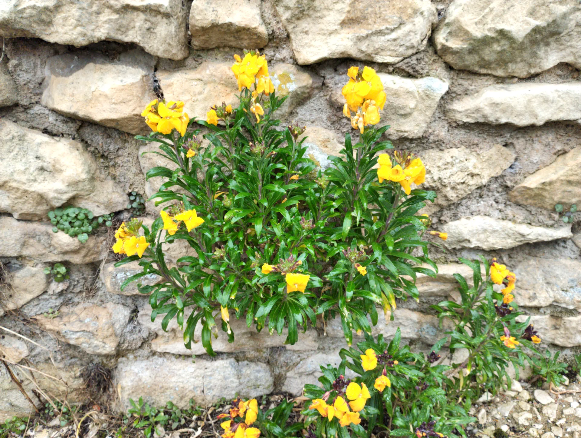 img/erysimum-cheiri-4.webp