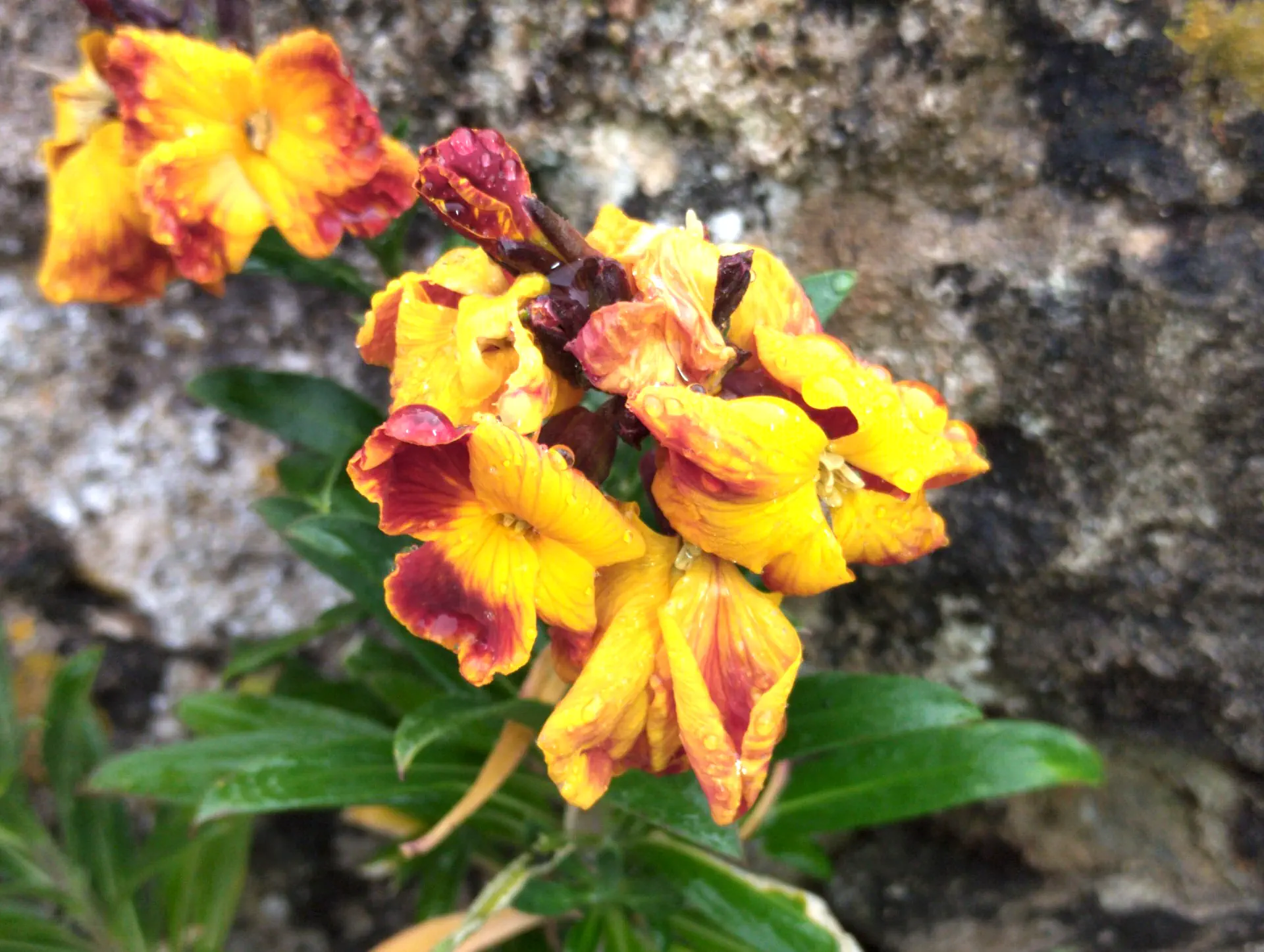 img/erysimum-cheiri.webp