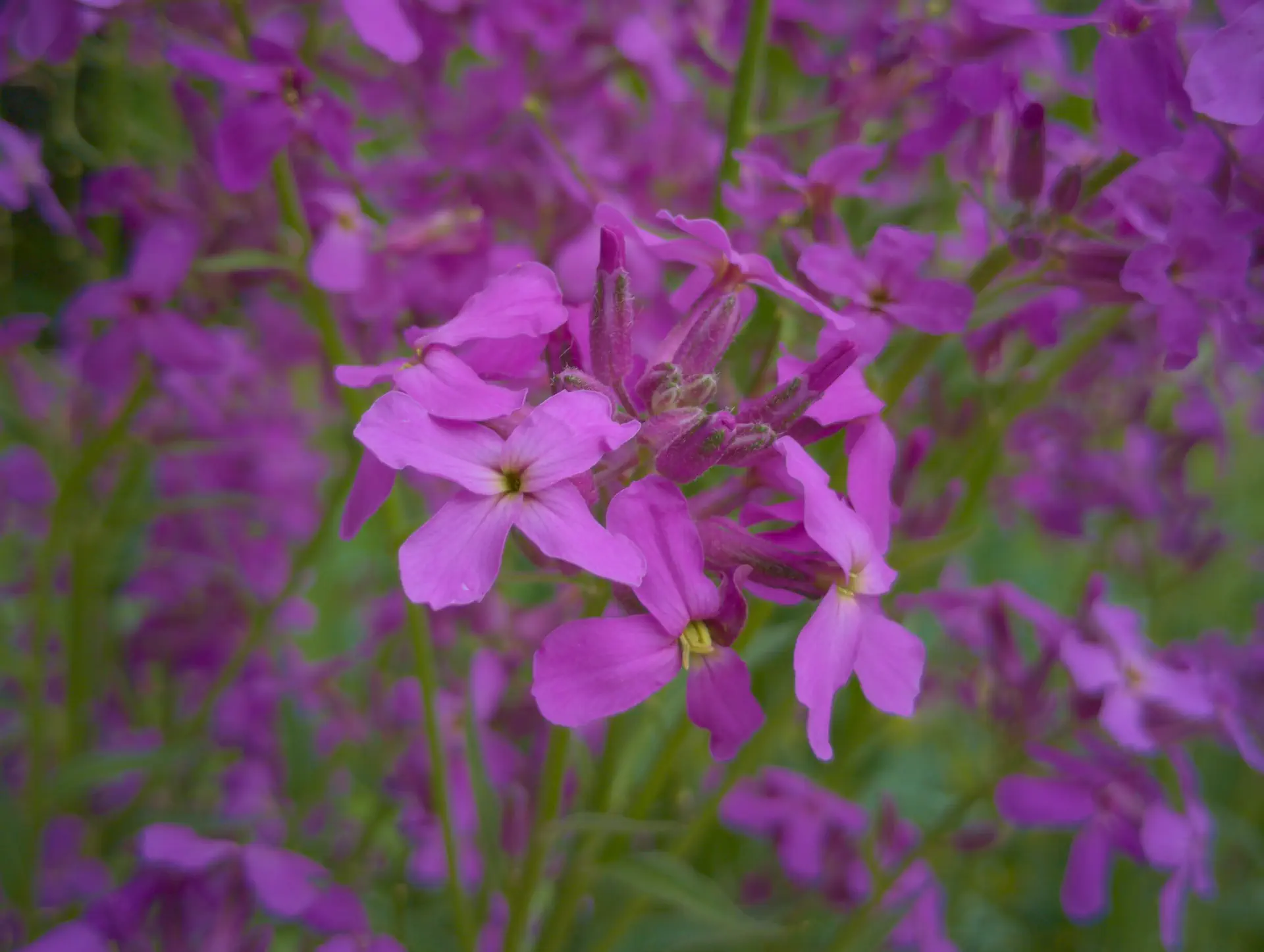 img/hesperis-matronalis.webp