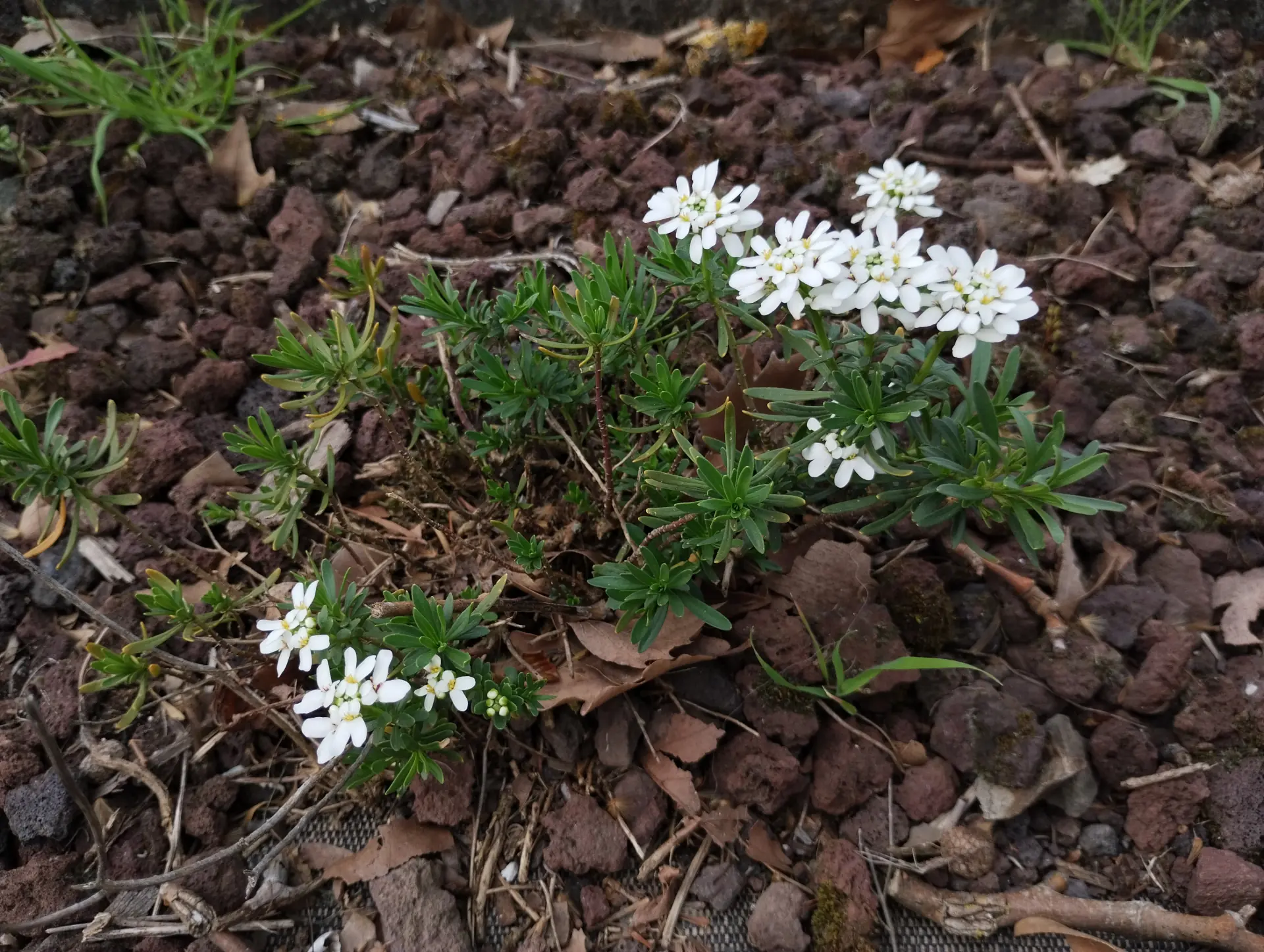 img/iberis-sempervirens-2.webp