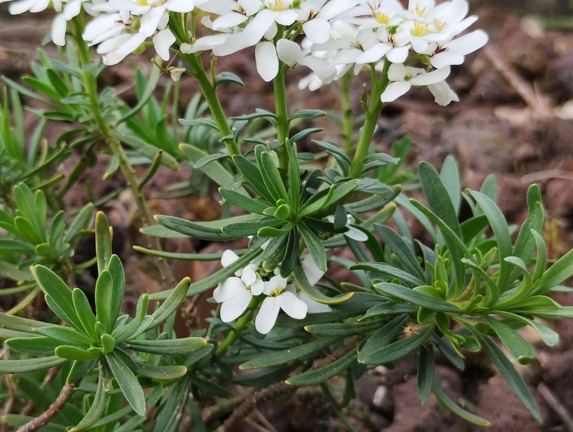 img/iberis-sempervirens-3.webp