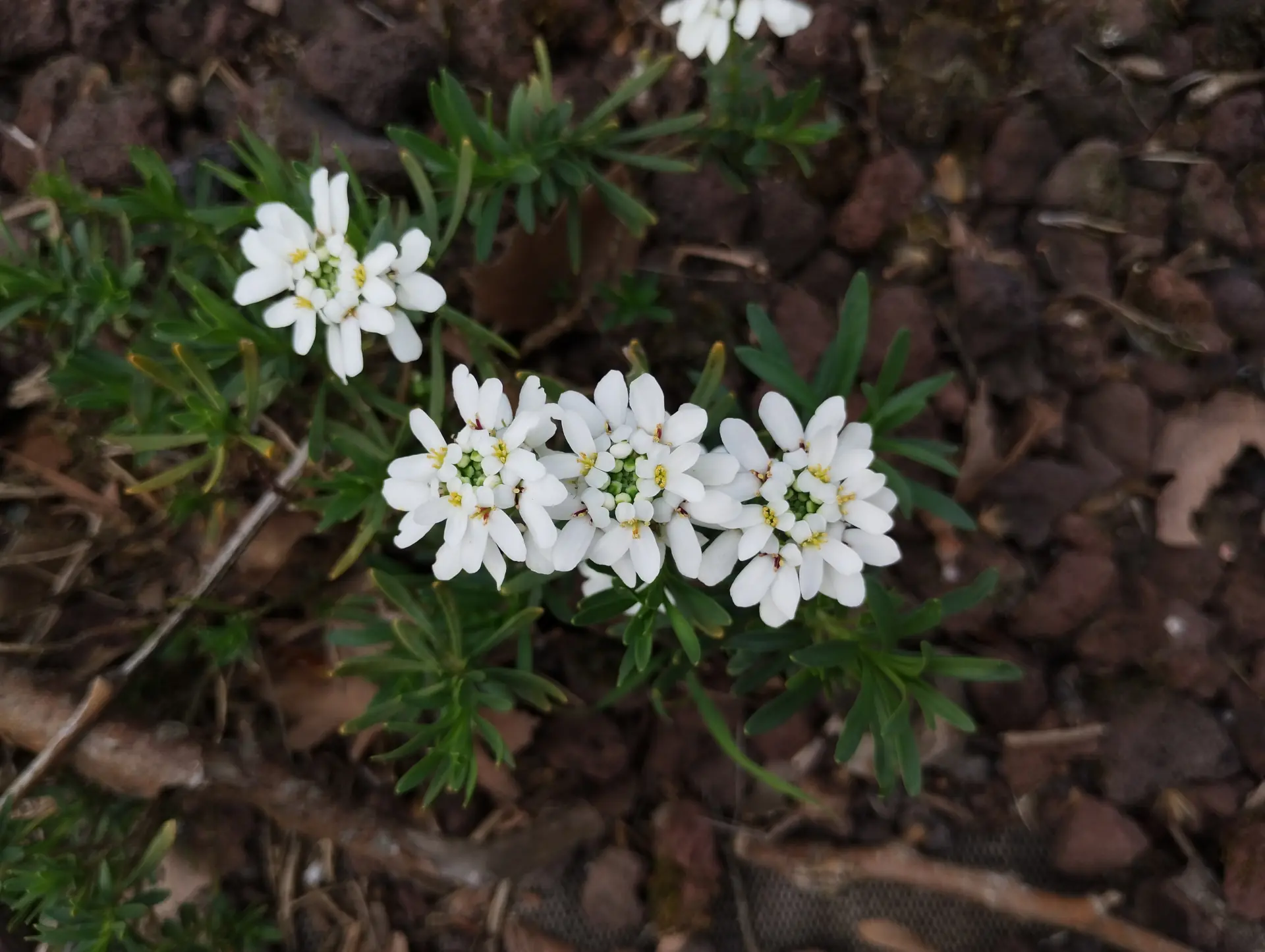 img/iberis-sempervirens.webp