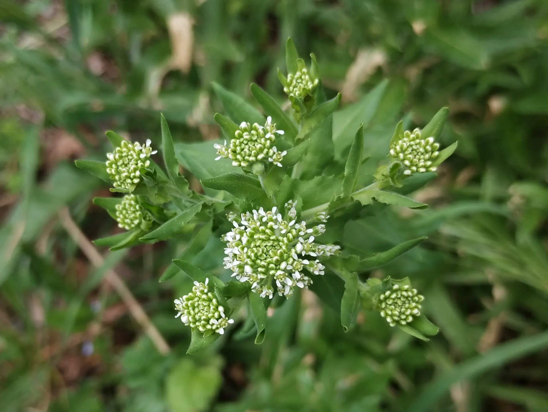 img/lepidium-campestre.webp