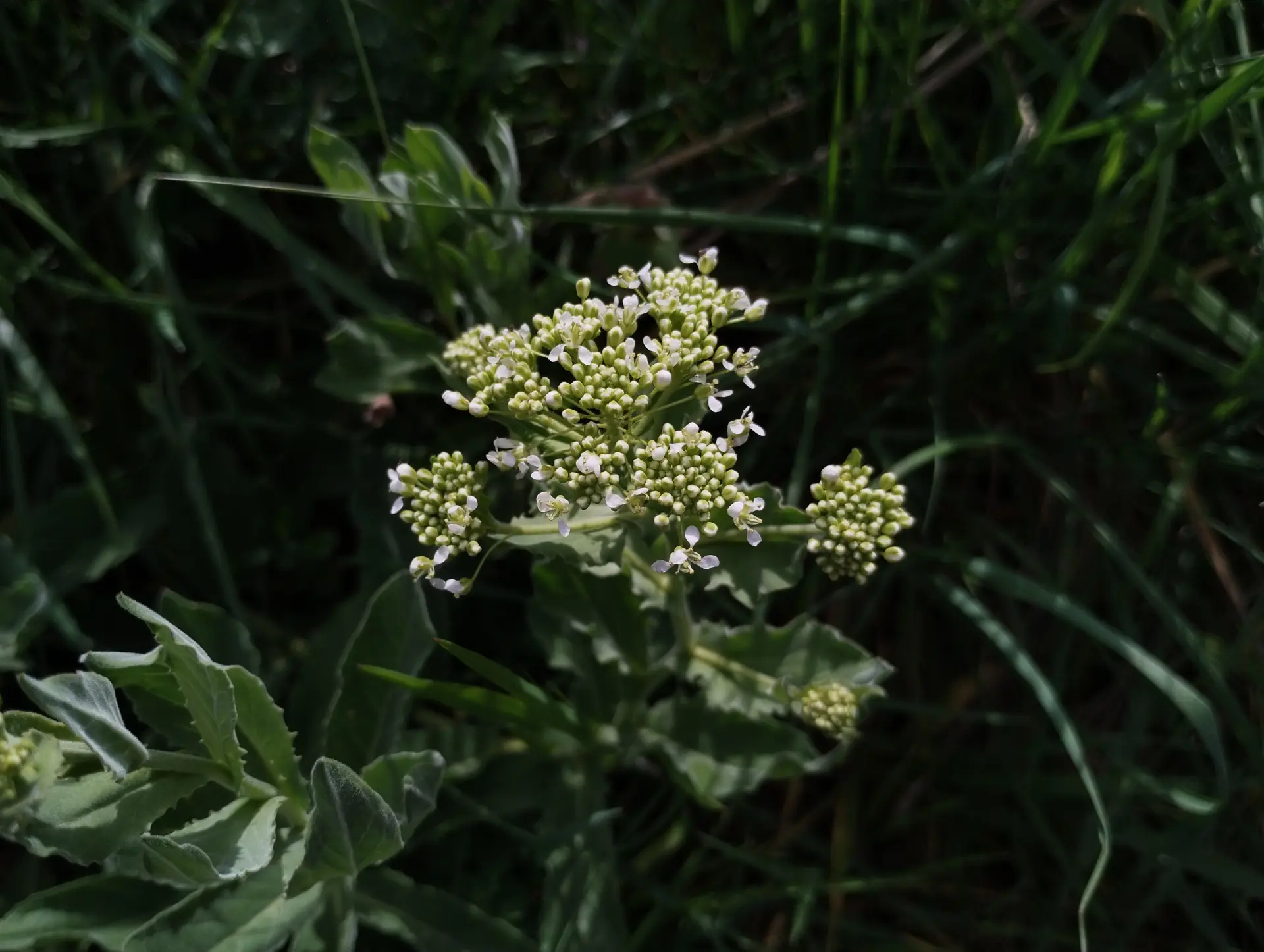 img/lepidium-draba-2.webp