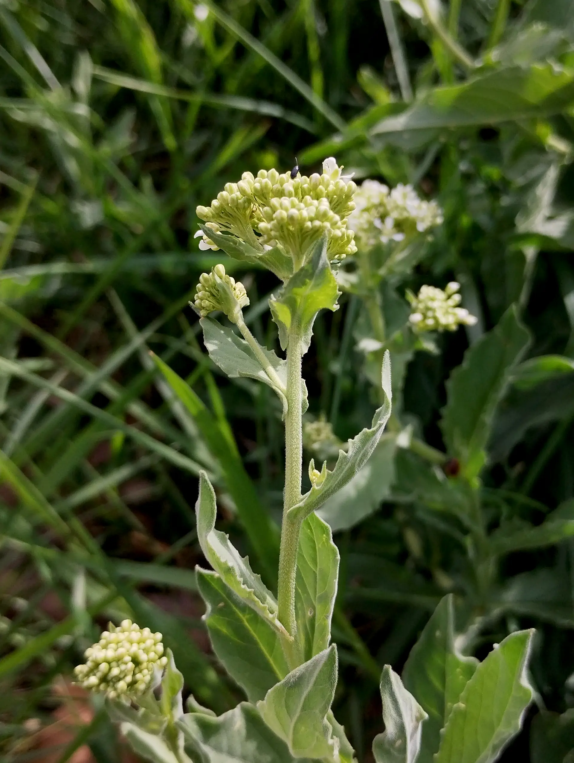 img/lepidium-draba-3.webp