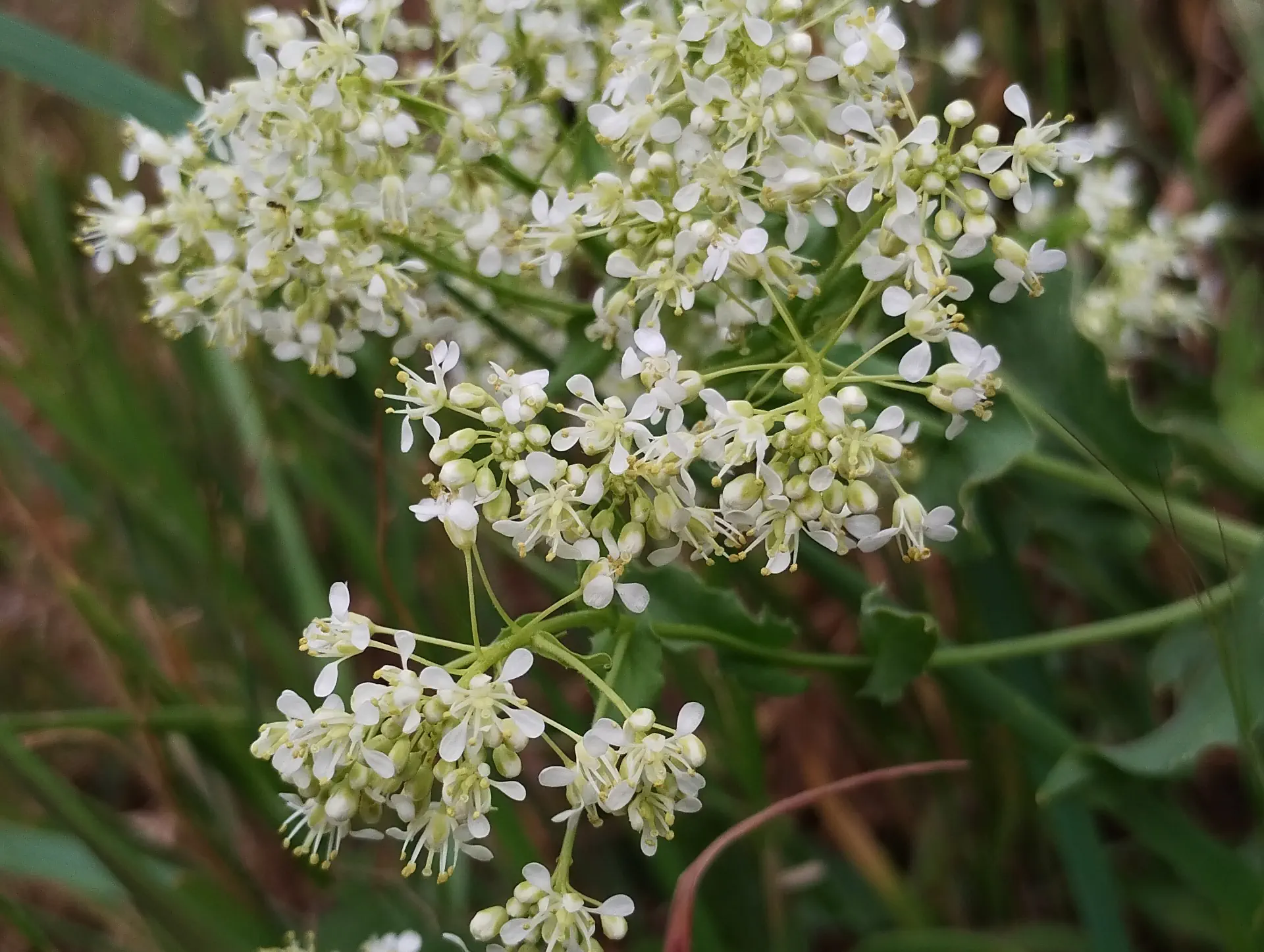 img/lepidium-draba-5.webp