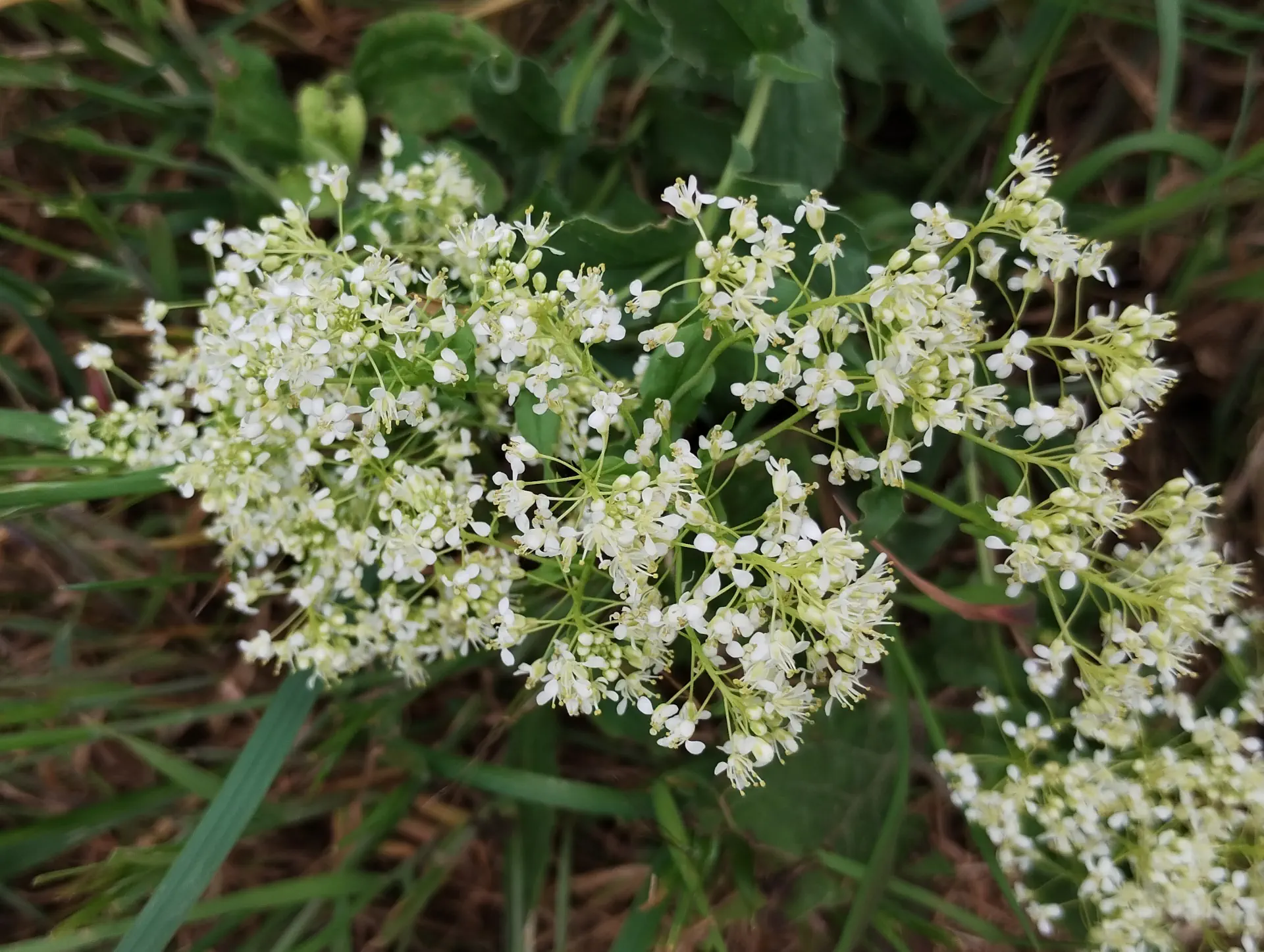 img/lepidium-draba-6.webp