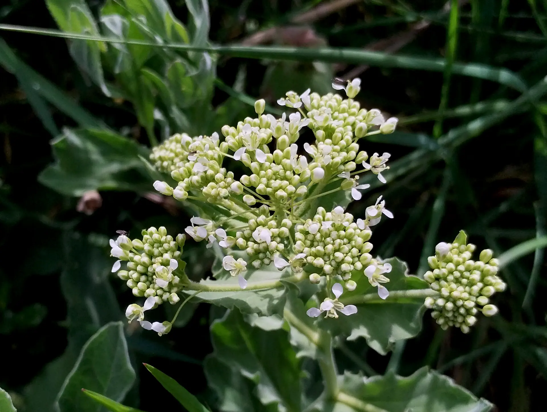 img/lepidium-draba.webp