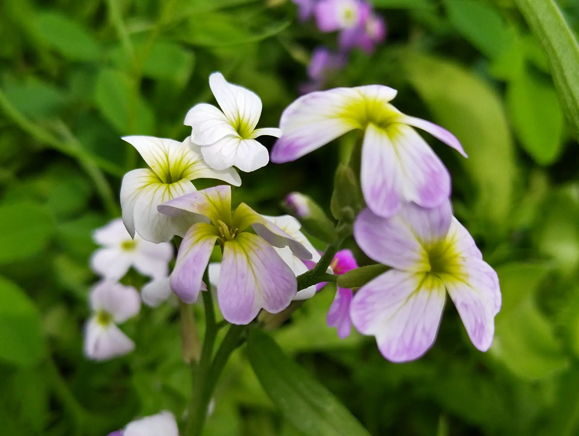 img/malcolmia-maritima.webp
