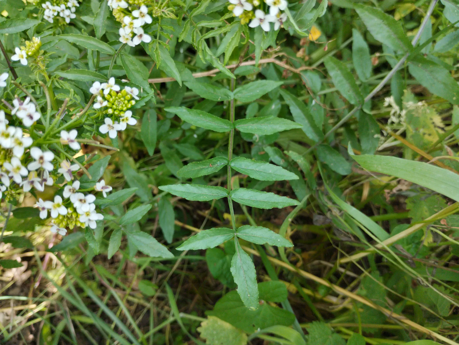 img/nasturtium-officinale-3.webp