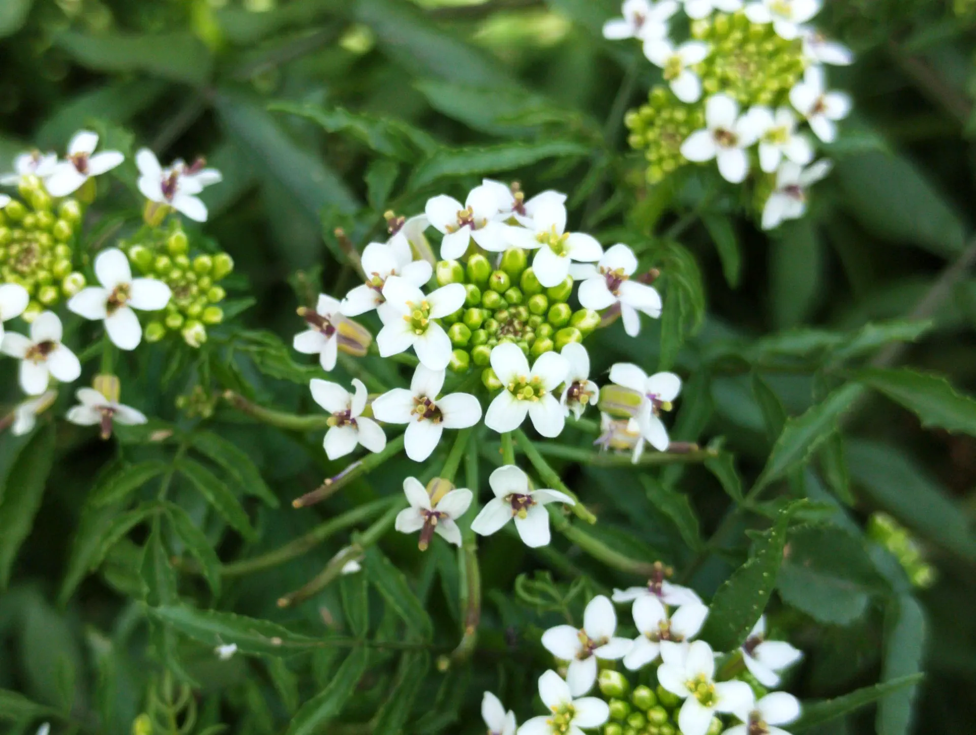 img/nasturtium-officinale.webp