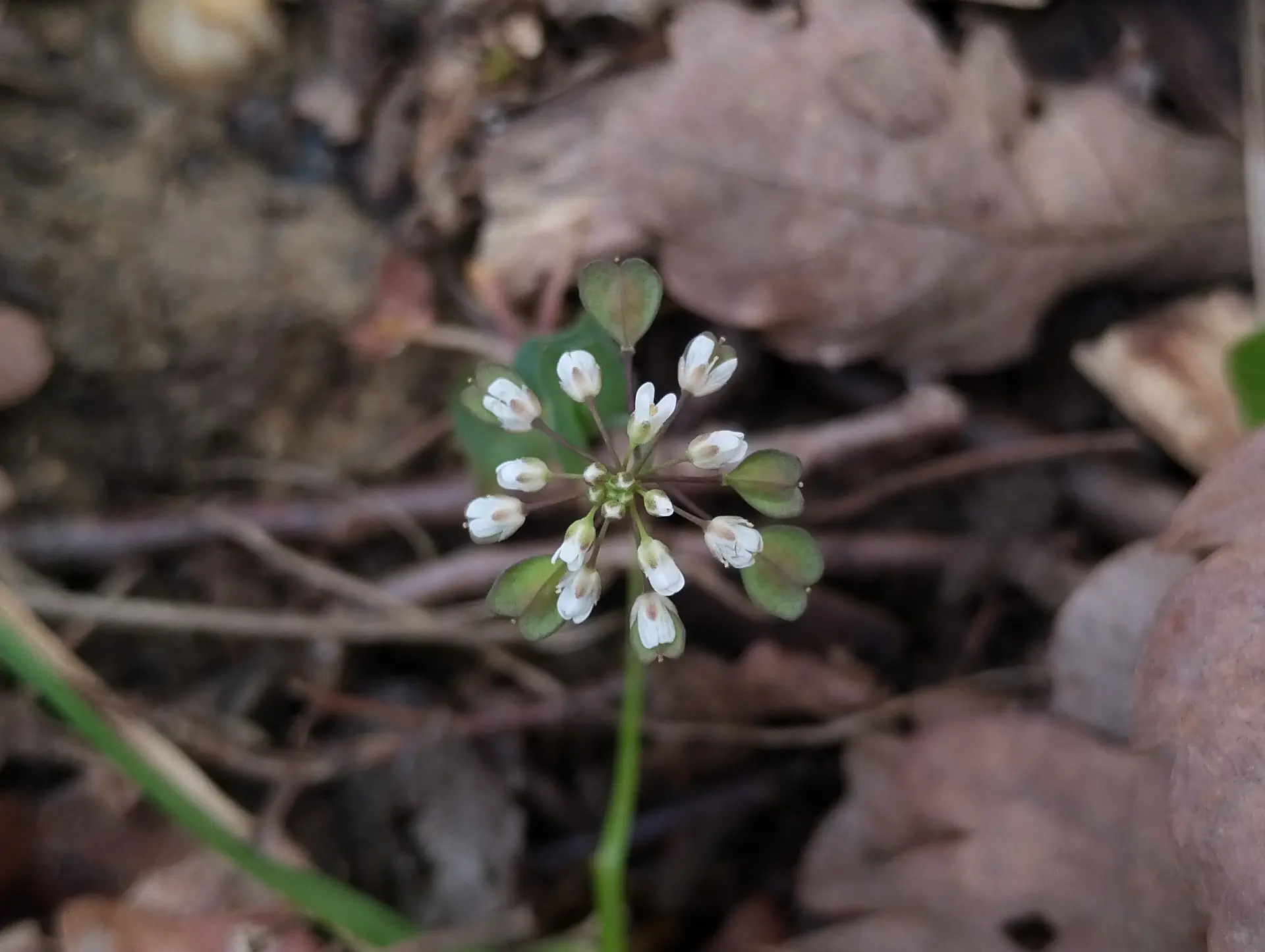img/noccaea-perfoliata.webp