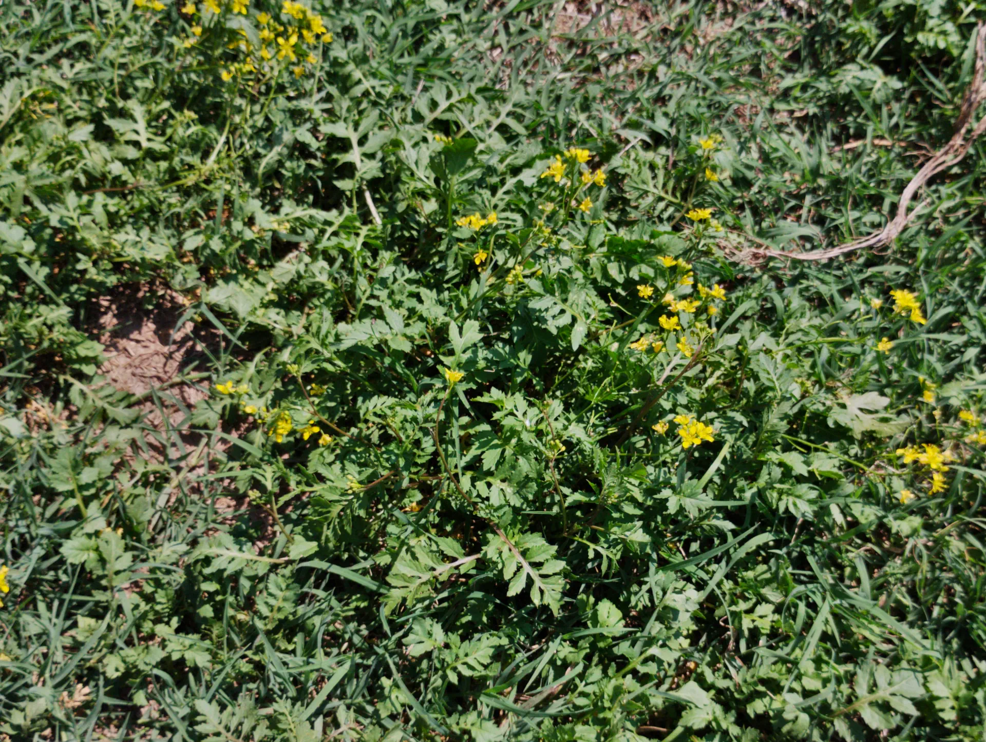 img/rorippa-sylvestris-2.webp
