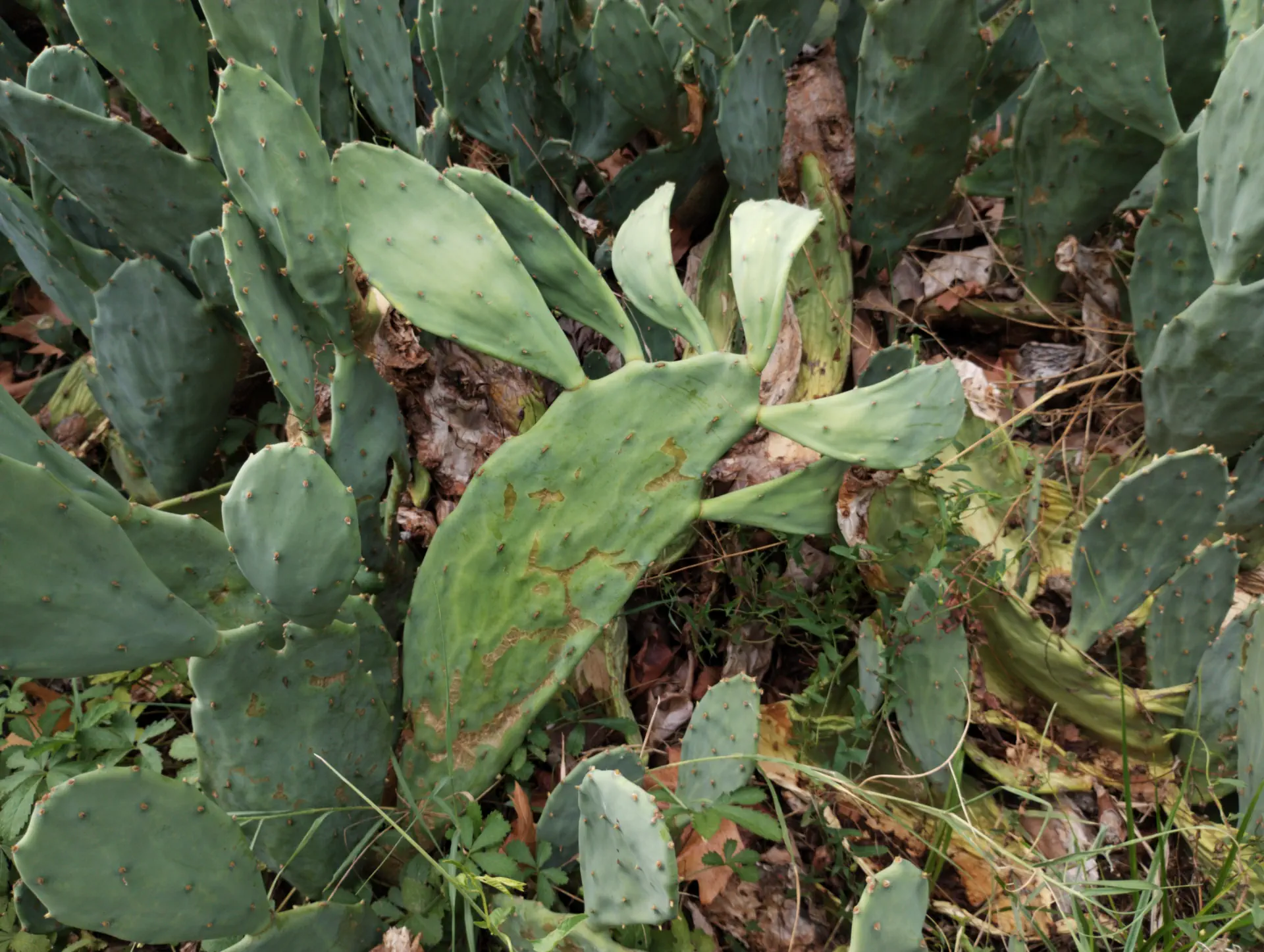 img/opuntia-stricta-2.webp