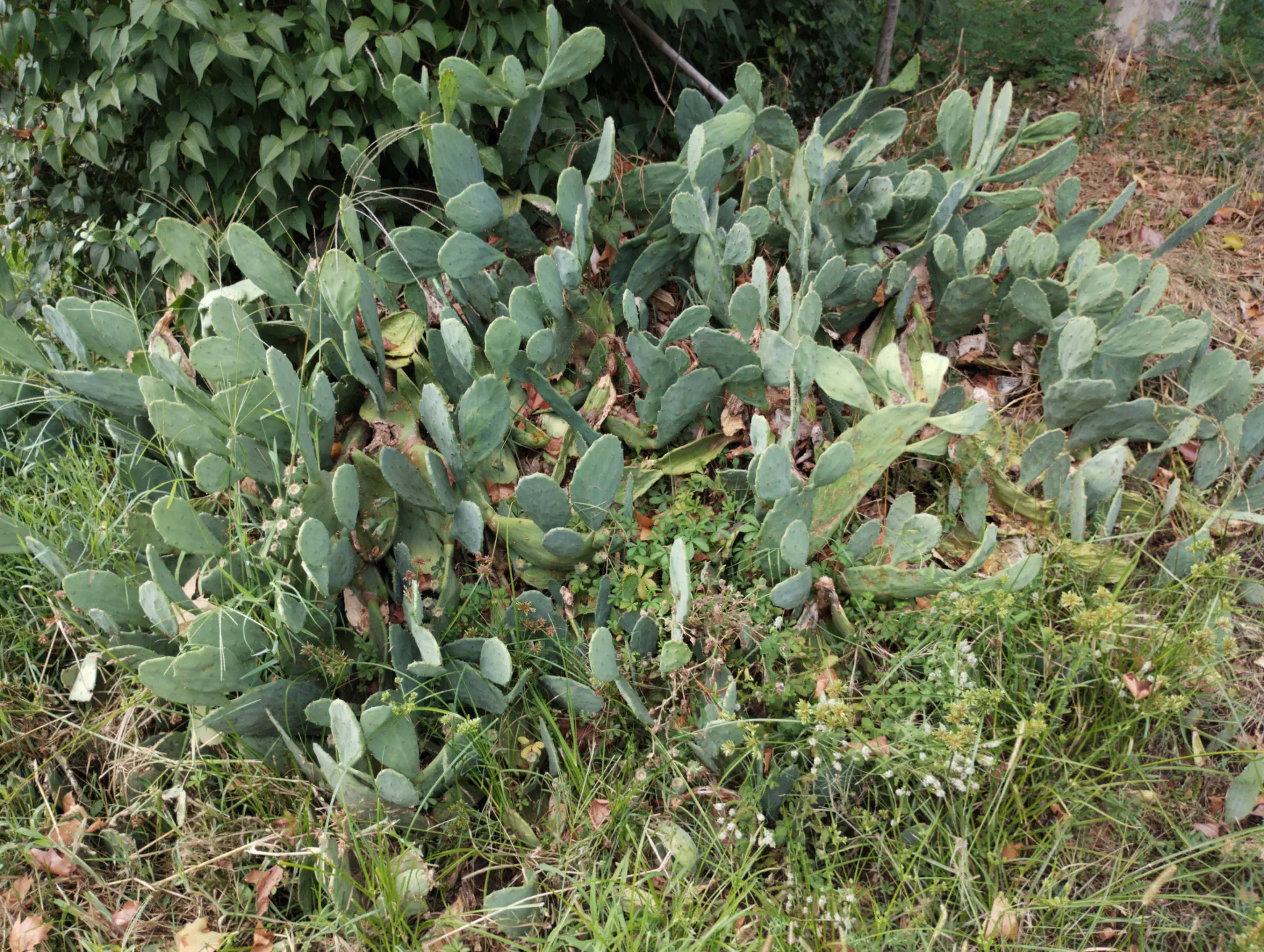 img/opuntia-stricta-3.webp