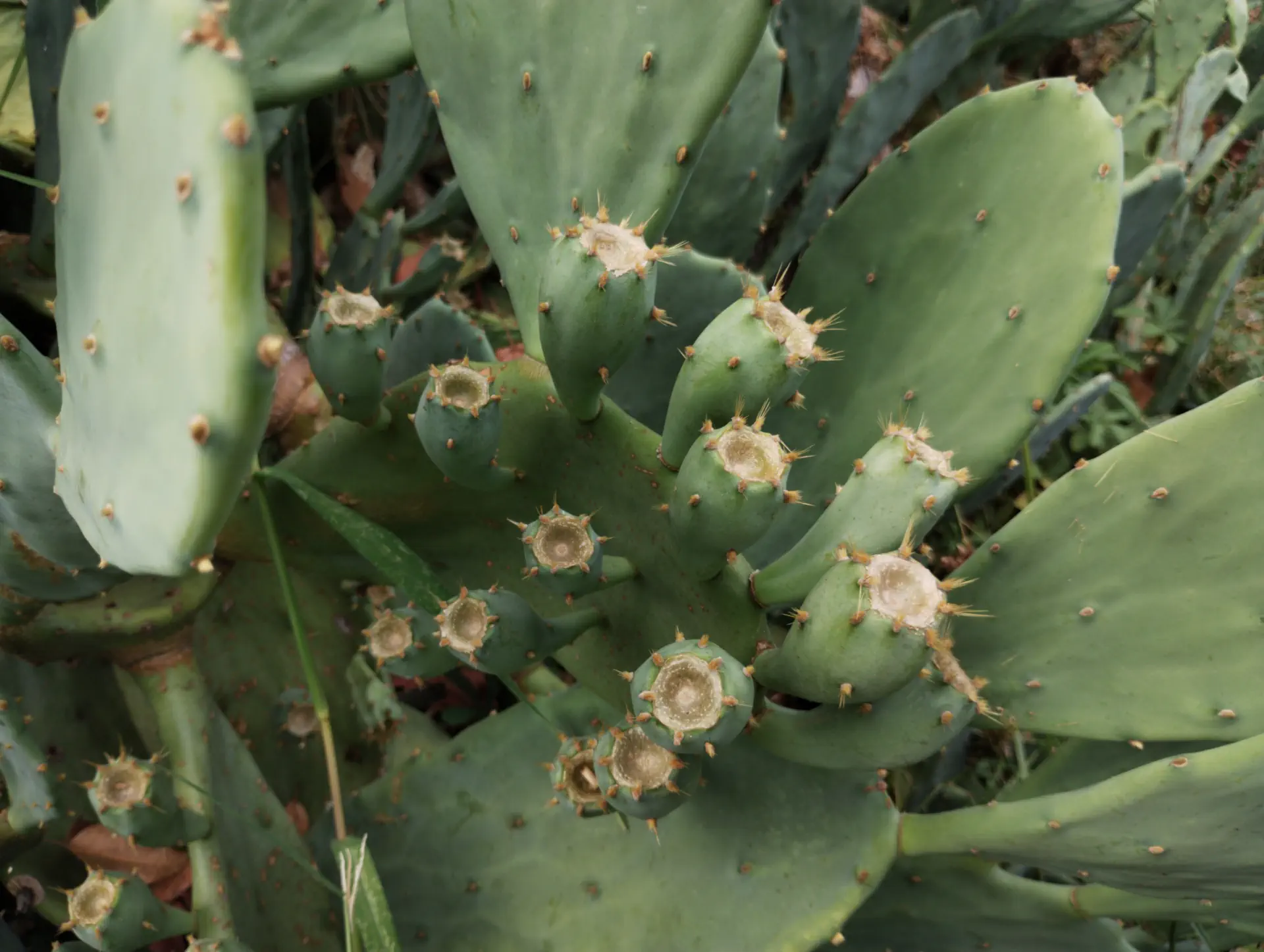 img/opuntia-stricta-4.webp