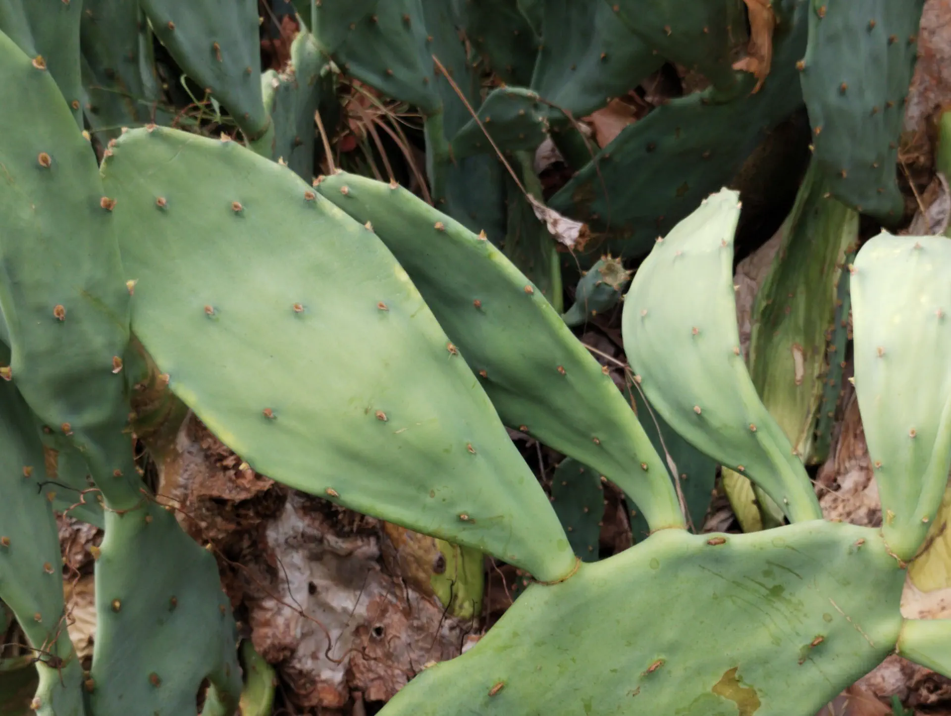img/opuntia-stricta.webp