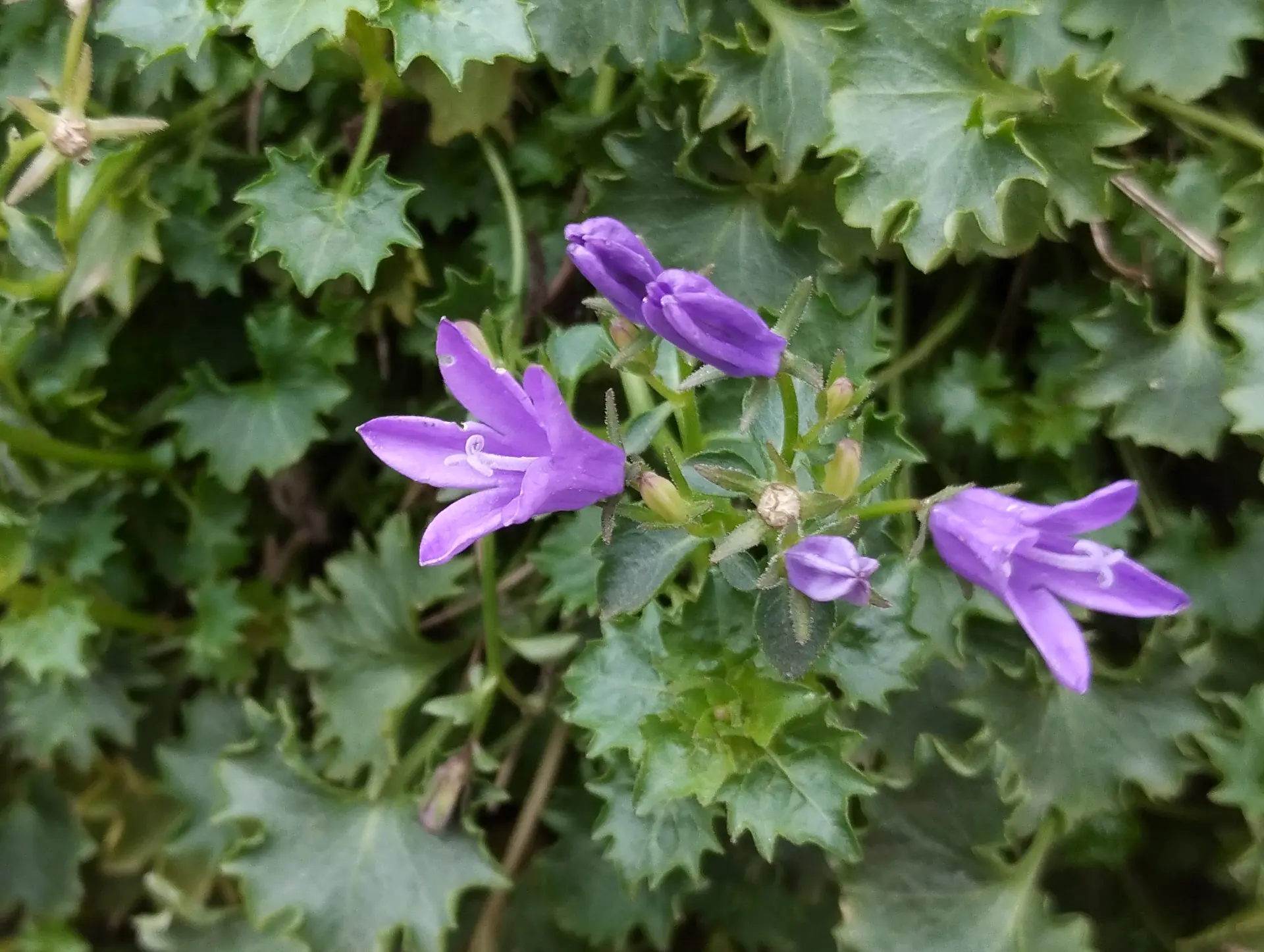 img/campanula-portenschlagiana-2.webp