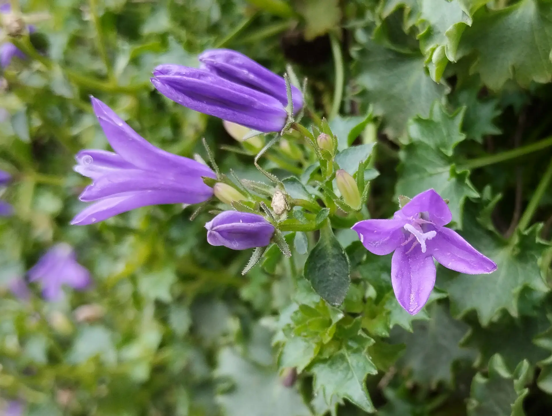 img/campanula-portenschlagiana-3.webp