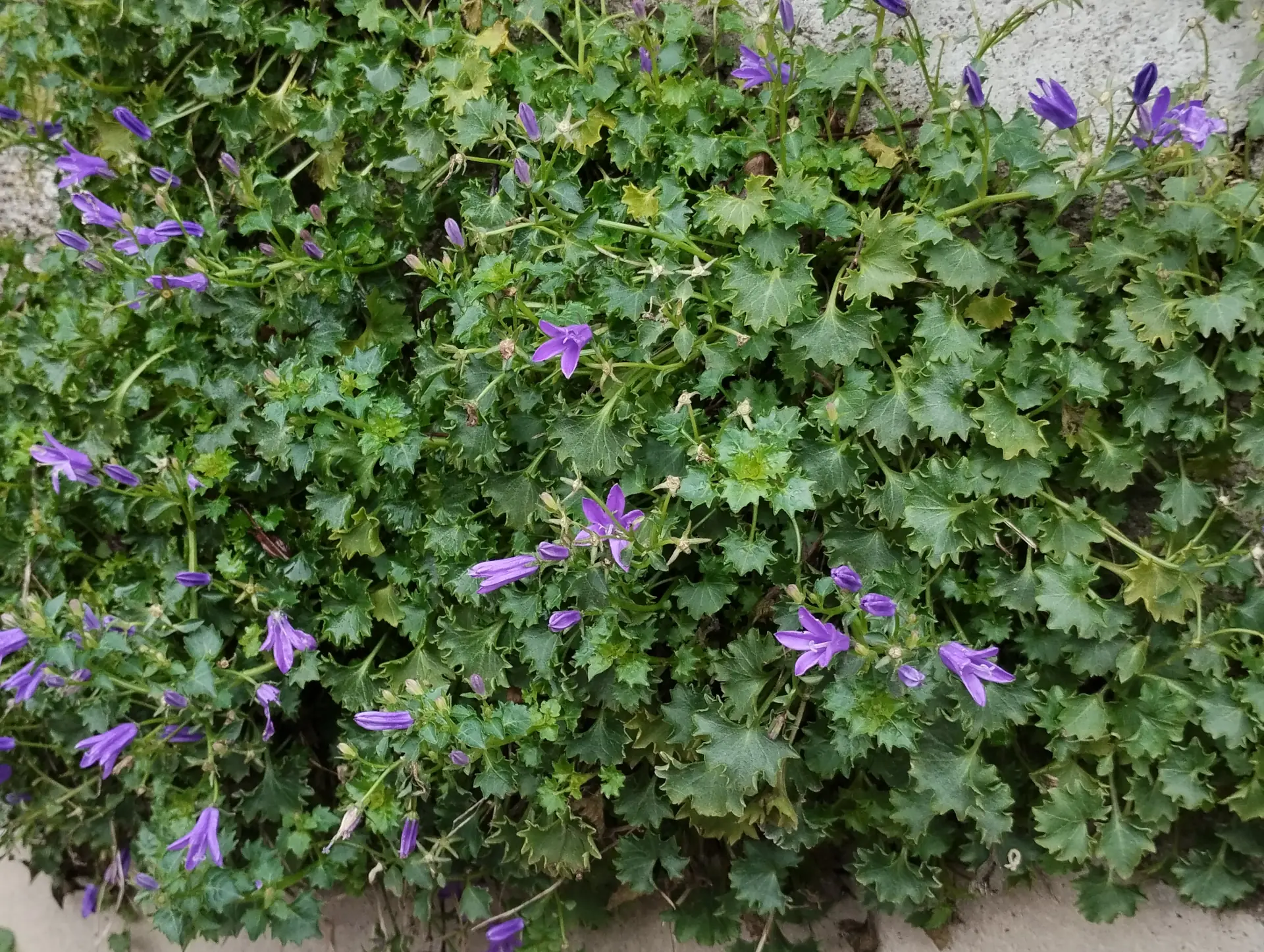 img/campanula-portenschlagiana-4.webp