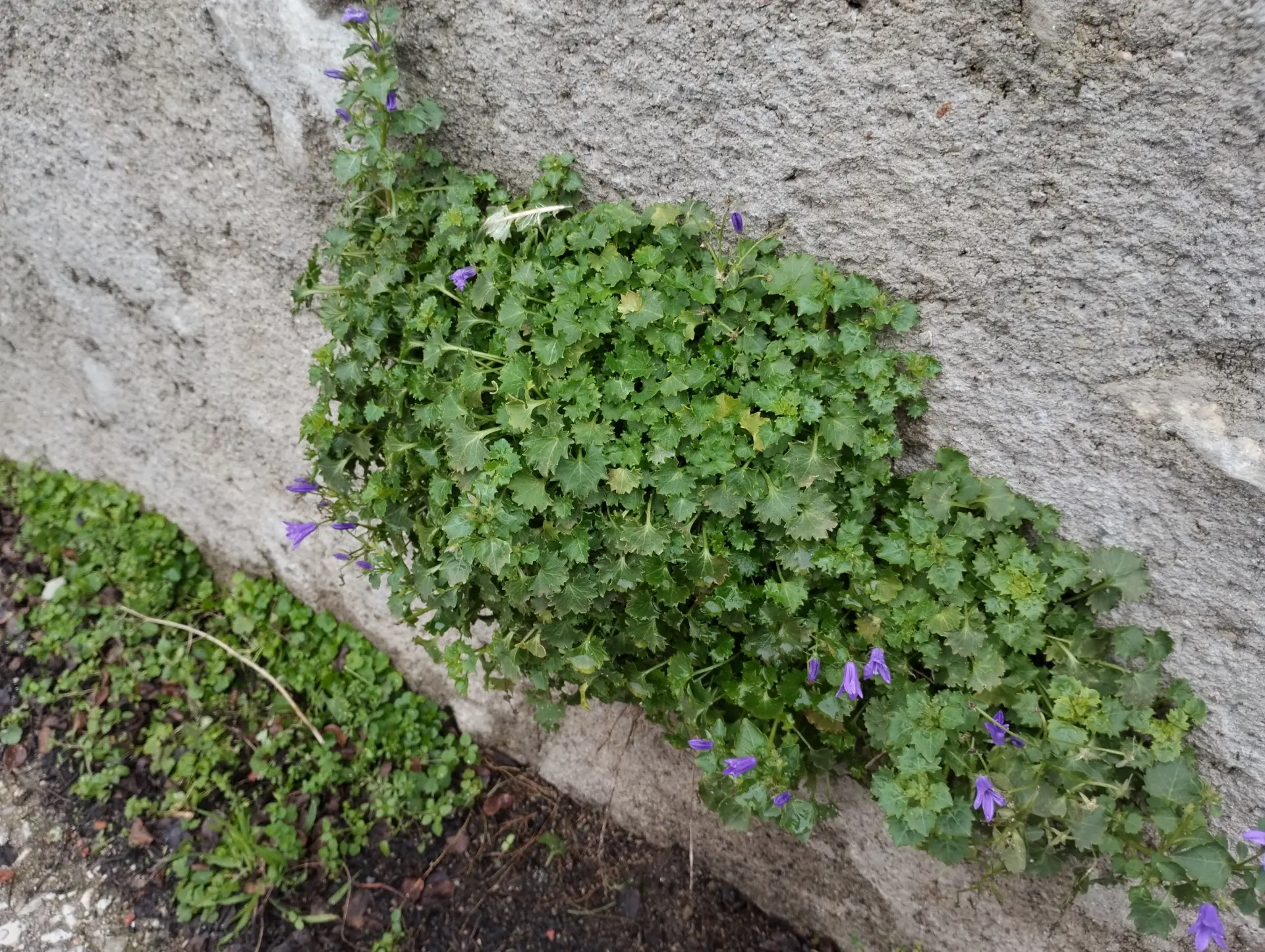 img/campanula-portenschlagiana-5.webp