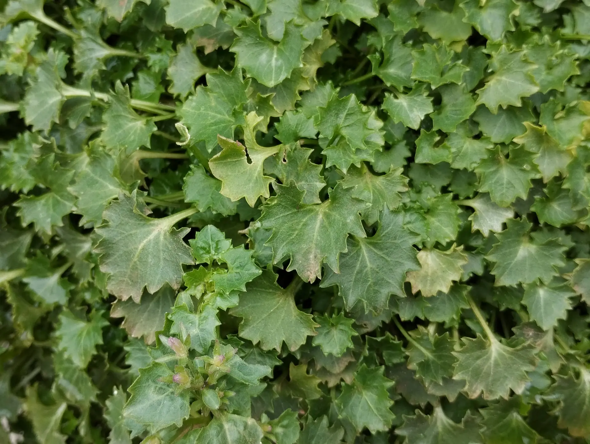 img/campanula-portenschlagiana-6.webp