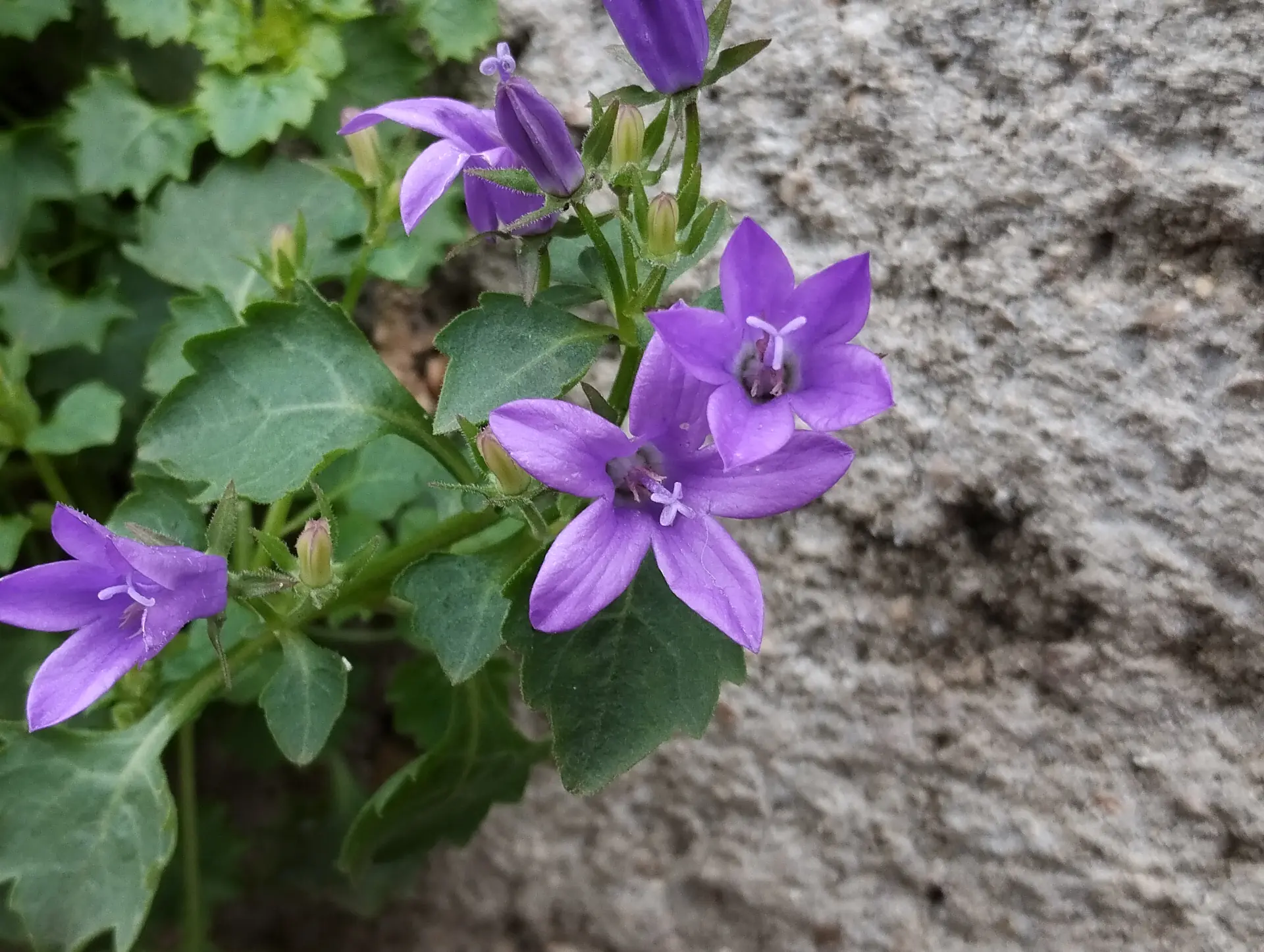 img/campanula-portenschlagiana.webp