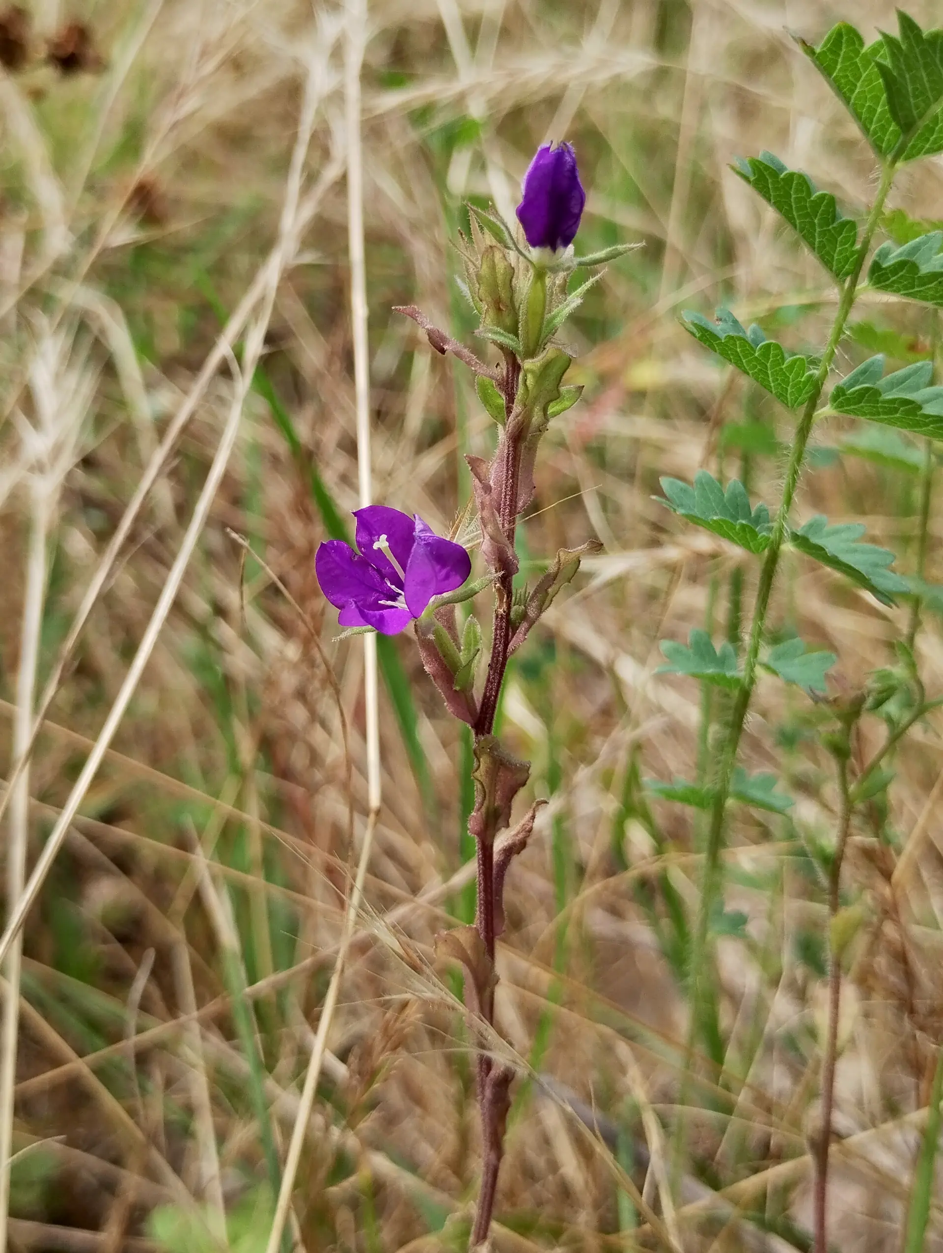 img/legousia-speculum-veneris-2.webp