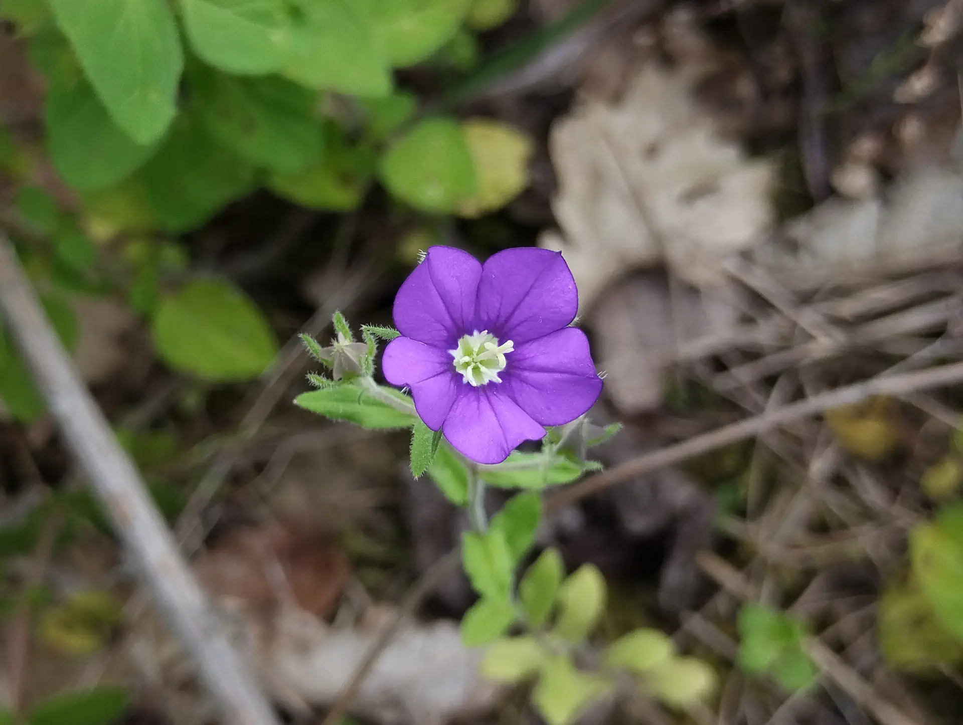 img/legousia-speculum-veneris-3.webp